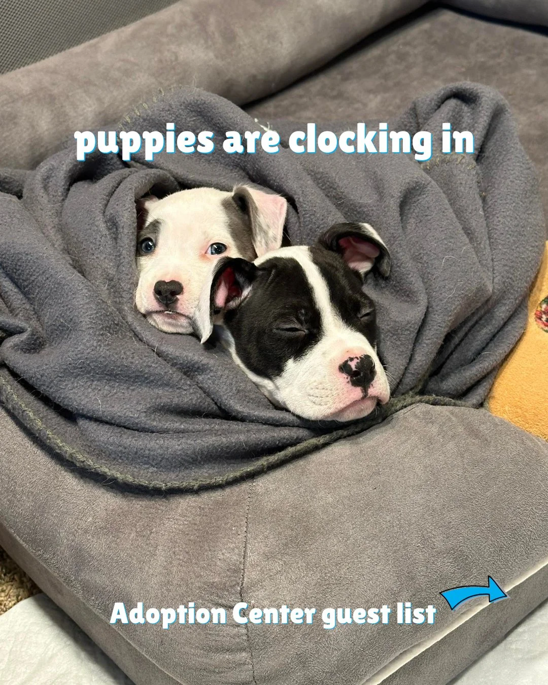 A small but mighty group of puppies &mdash; Sand Dollar, Riptide, Waves + Pebbles &mdash; will be accepting compliments at our Adoption Center tomorrow, Saturday 5/30, from 2:30-4:30PM!⁠
⁠
Worth the Wait List adopters get first puppy-meeting privileg