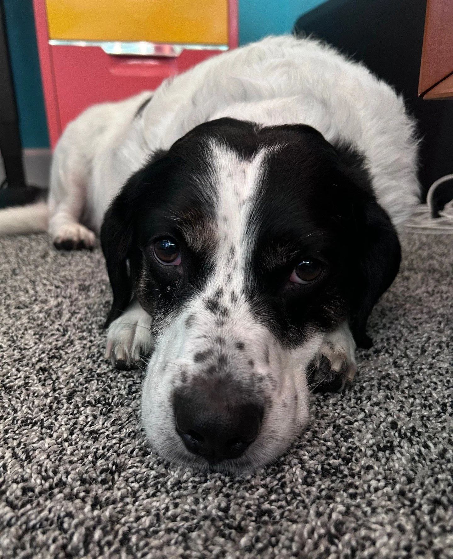 *David Attenborough voice*⁠
Meet adoptable Charlie.⁠
⁠
Charlie is the result of a thousand years of adaptation. Most impressively, he has evolved to perfectly mimic a sweet potato - in that he is sweet (to you/other dogs/visitors) and also a potato.⁠