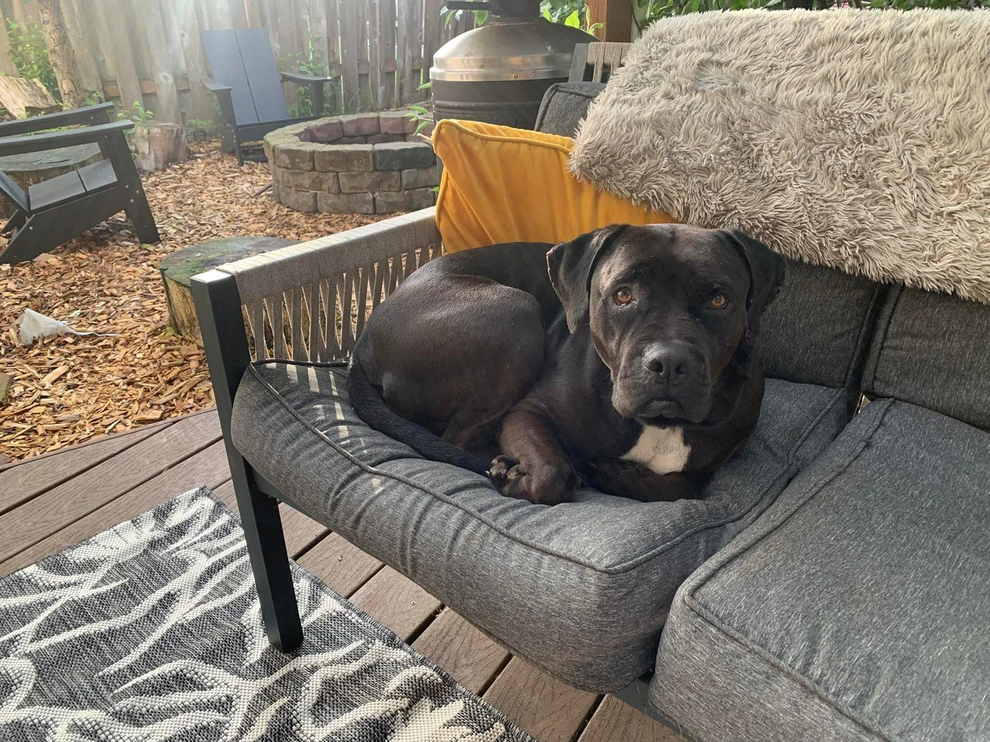 Boogie Board&rsquo;s foster submitted his list of &ldquo;cons&rdquo; and it sounds p serious:⁠
⁠
- thinks he's a lap dog⁠
- wants to give you hugs⁠
- gives face kisses away for free (and often⁠)⁠
⁠
This lover boy is looking for someone who can bravel