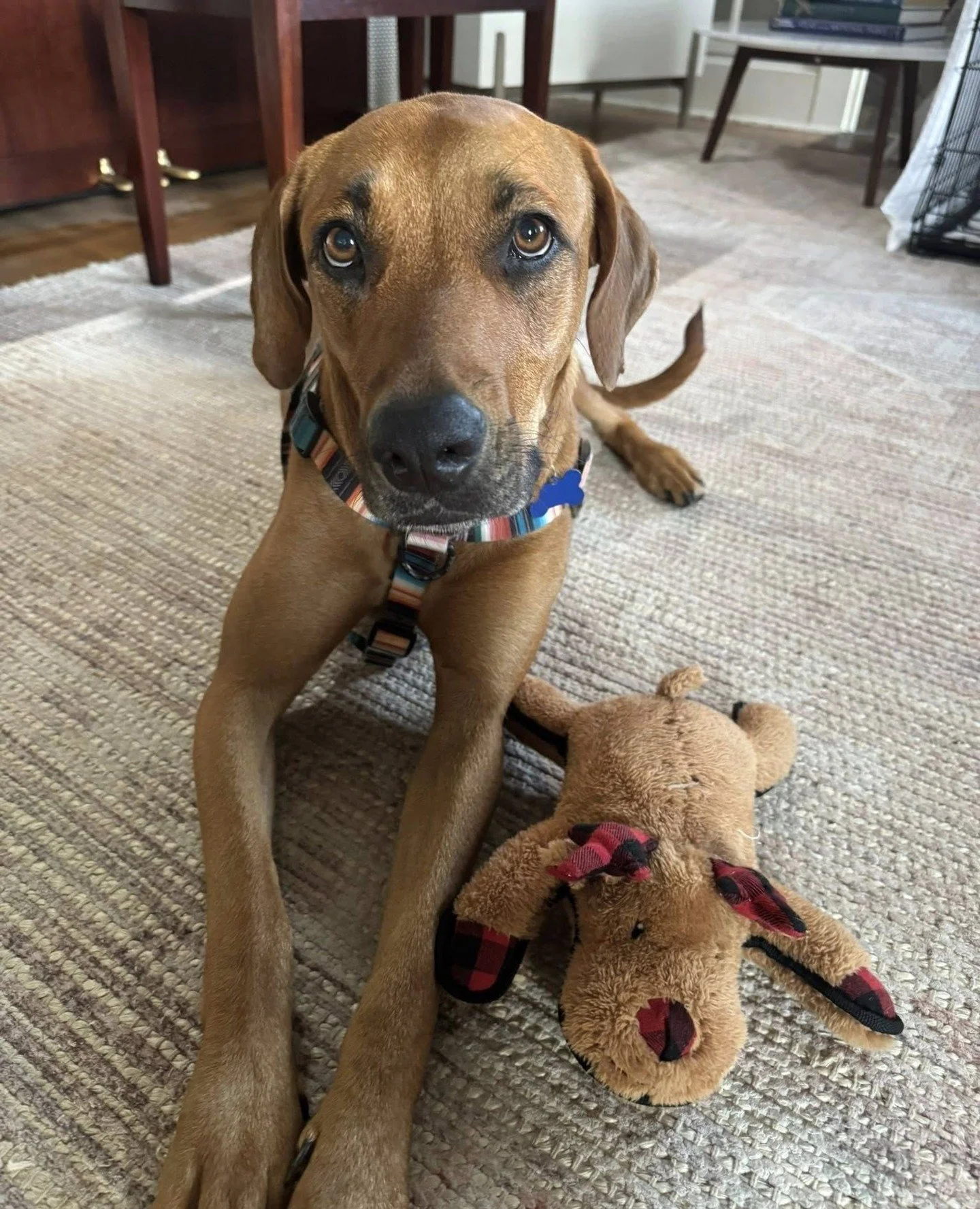 Cabana wants to know what you're up to this Saturday evening, because this is what she'll be doing: A whole lot of nothing with one very important reindeer stuffy. ⁠
⁠
Cabana is available for adoption and highly qualified in the field of being cute n