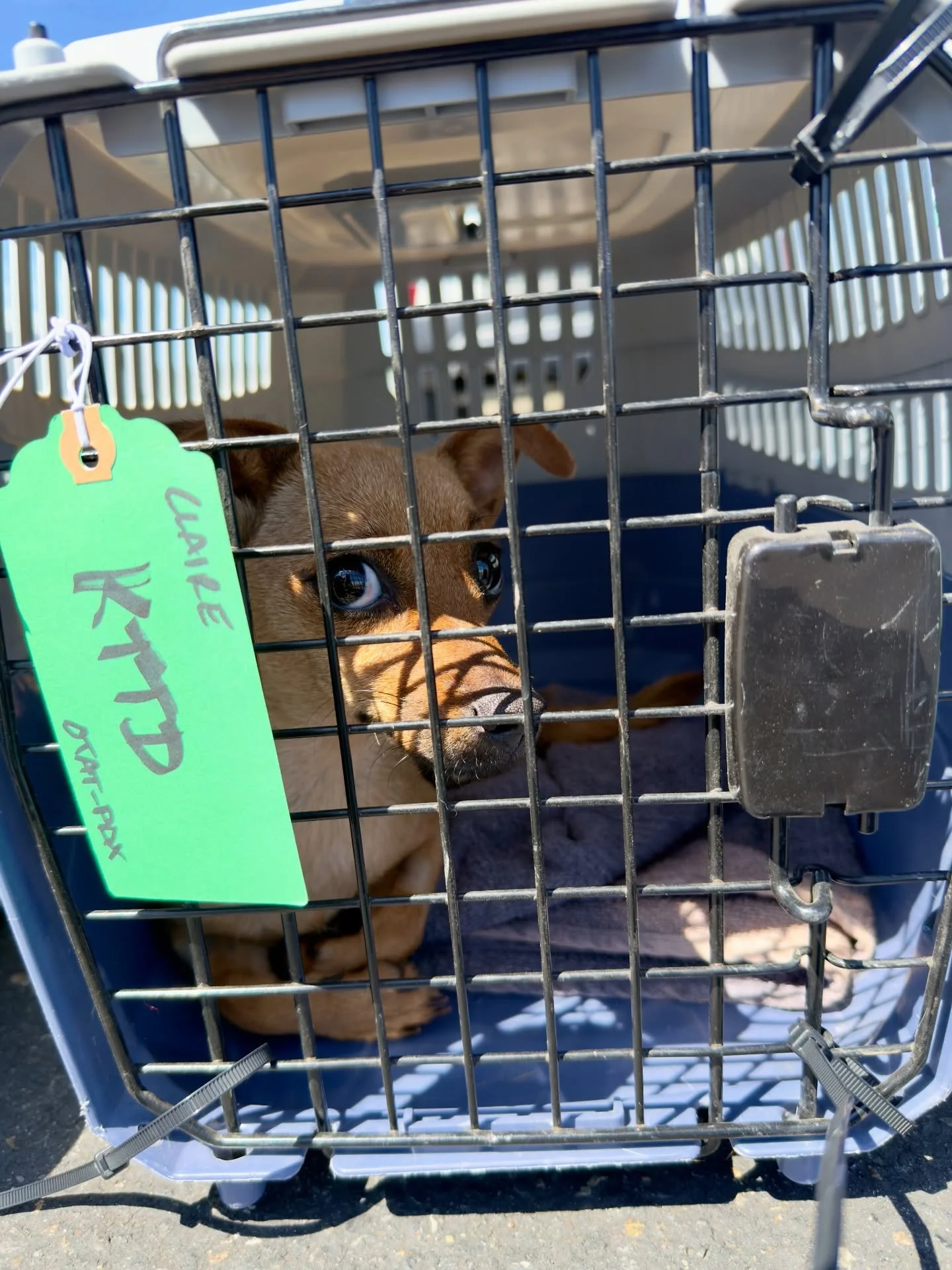 We started June off the only way we know how: by welcoming 23 dogs from @otatwtx and @epanimalsvc.⁠
⁠
Our canine celebrities skipped the tour bus and instead flew the 1,800+ miles in style with Captain Frank at @dogismycopilotinc. By the time they to