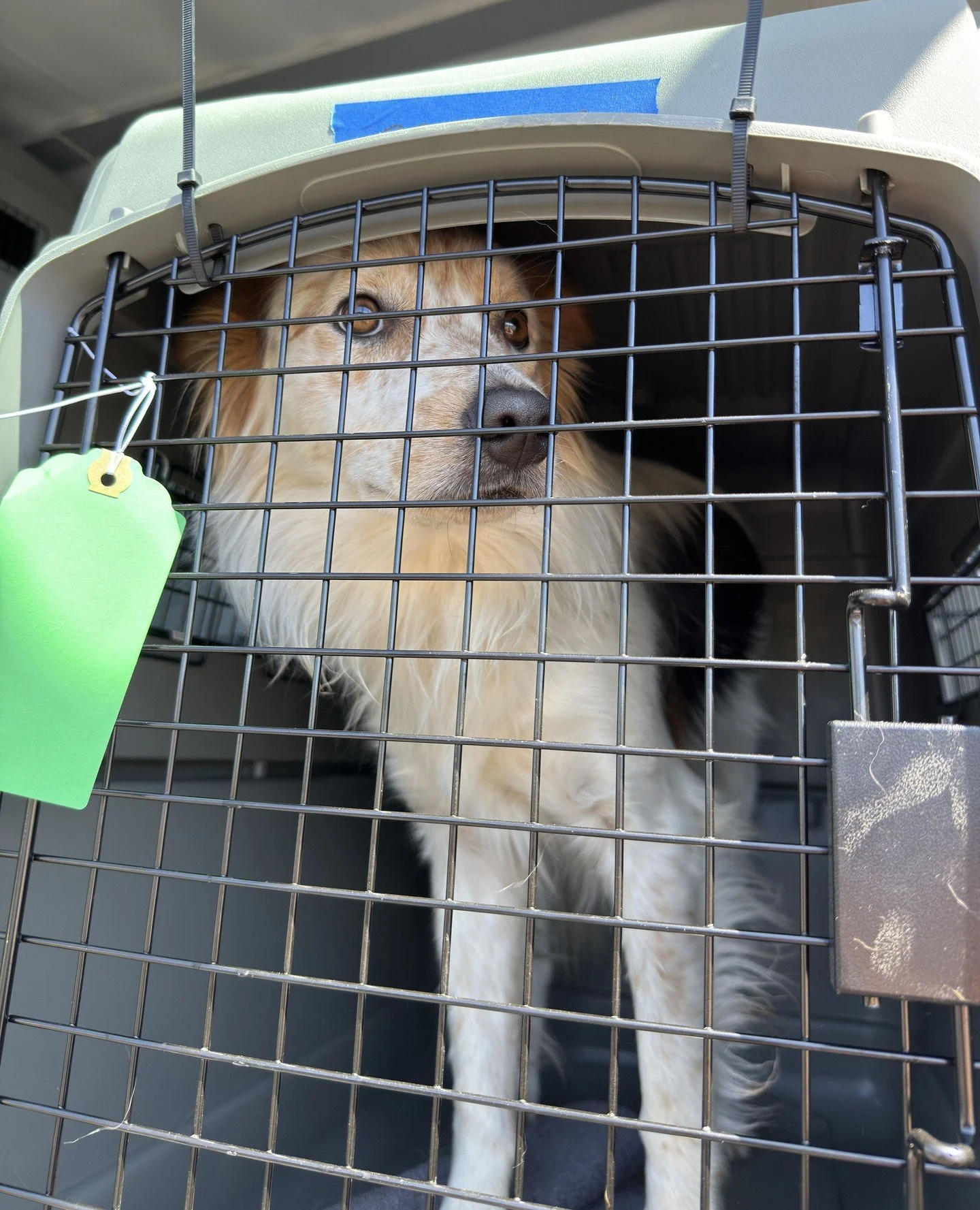 Before the Happy Tail, there&rsquo;s a whole story.⁠
⁠
There&rsquo;s the transport during NDD. The baths, wellness exam, foster home, and decompression. Every adoption you see us post is made possible by our community. We&rsquo;re nominated for Best 