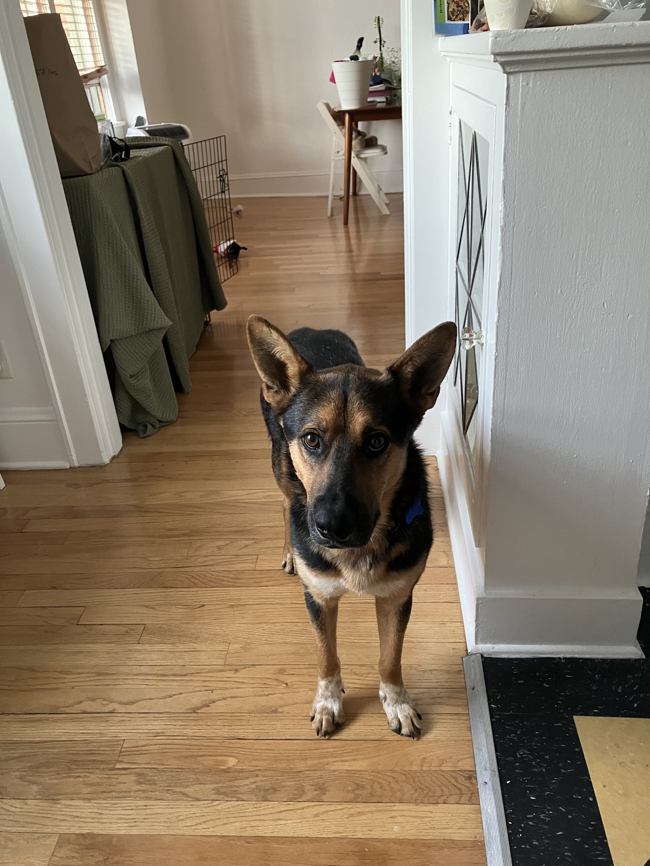 Elvis