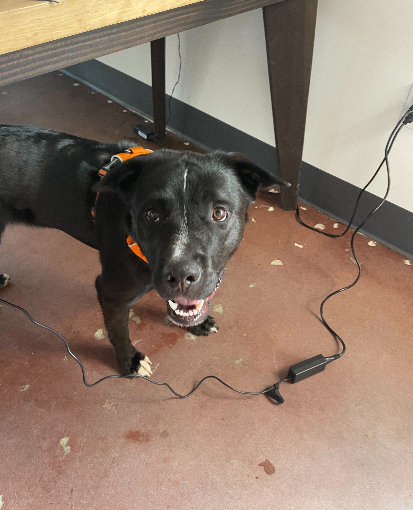 If you&rsquo;ve been waiting for a sign to meet Roxanne, this is it!⁠
⁠
Roxanne has graciously accepted the role of Adoption Center assistant tomorrow, Thursday 6/4, from 2:30-6:30PM or until adopted.⁠
⁠
If your weekday plans could use more paws and 