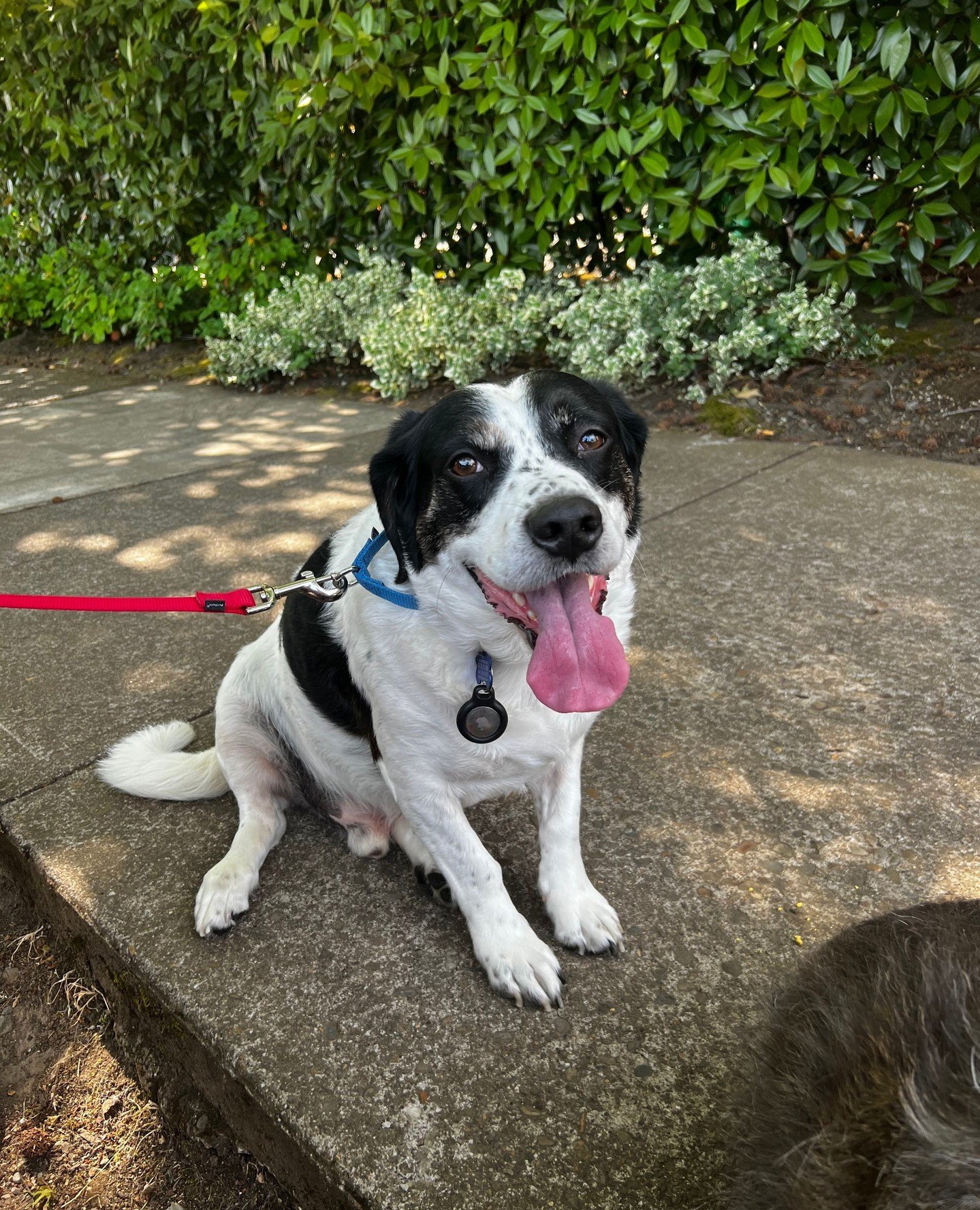 A couple adoptable dogs are making guest appearances at the Adoption Center this Friday and Saturday!⁠
⁠
Charlie will be here tomorrow (Friday 6/5) from 2:30-6:30PM and Clash on Saturday (6/6) from 10:15AM-3:30PM.⁠
⁠
Come on by because they&rsquo;ll 