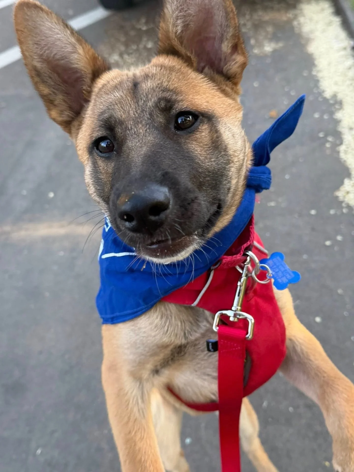 Sally, Spike, Sacramento, Pear Tree, Herschel, Karl, and Nora have each been waiting for their person and for whatever reason, they haven&rsquo;t gotten nearly enough attention lately. So here they are, back on the feed and reintroducing themselves t
