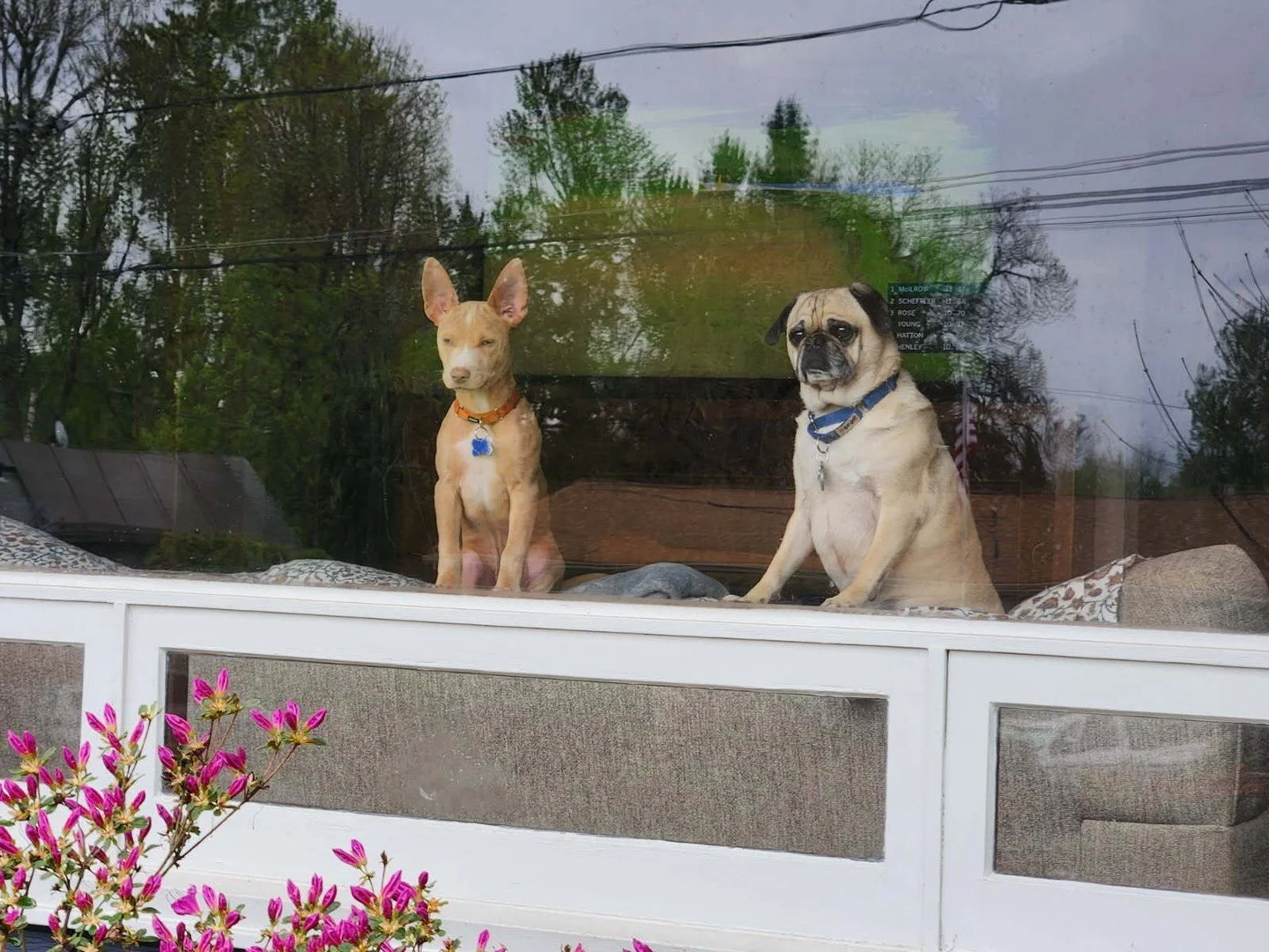 Spike (on the left) and his friend have been monitoring the neighborhood for approximately 47 minutes and would like to report that everyone is doing it wrong.⁠
⁠
He's adoptable and ready to bring this level of neighborhood management into your home.