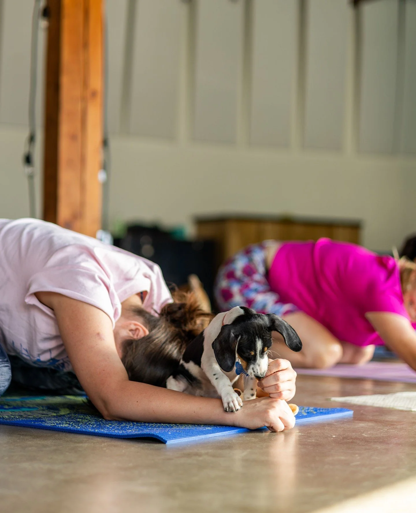 Looking for a way to relax this weekend? Join us at our Adoption Center this Saturday (6/13) at 10:30AM for puppy yoga! Swipe to read all the details and register through the link in our bio.⁠
⁠
*Puppy Yoga is open to those 12 years old+. Attendees b