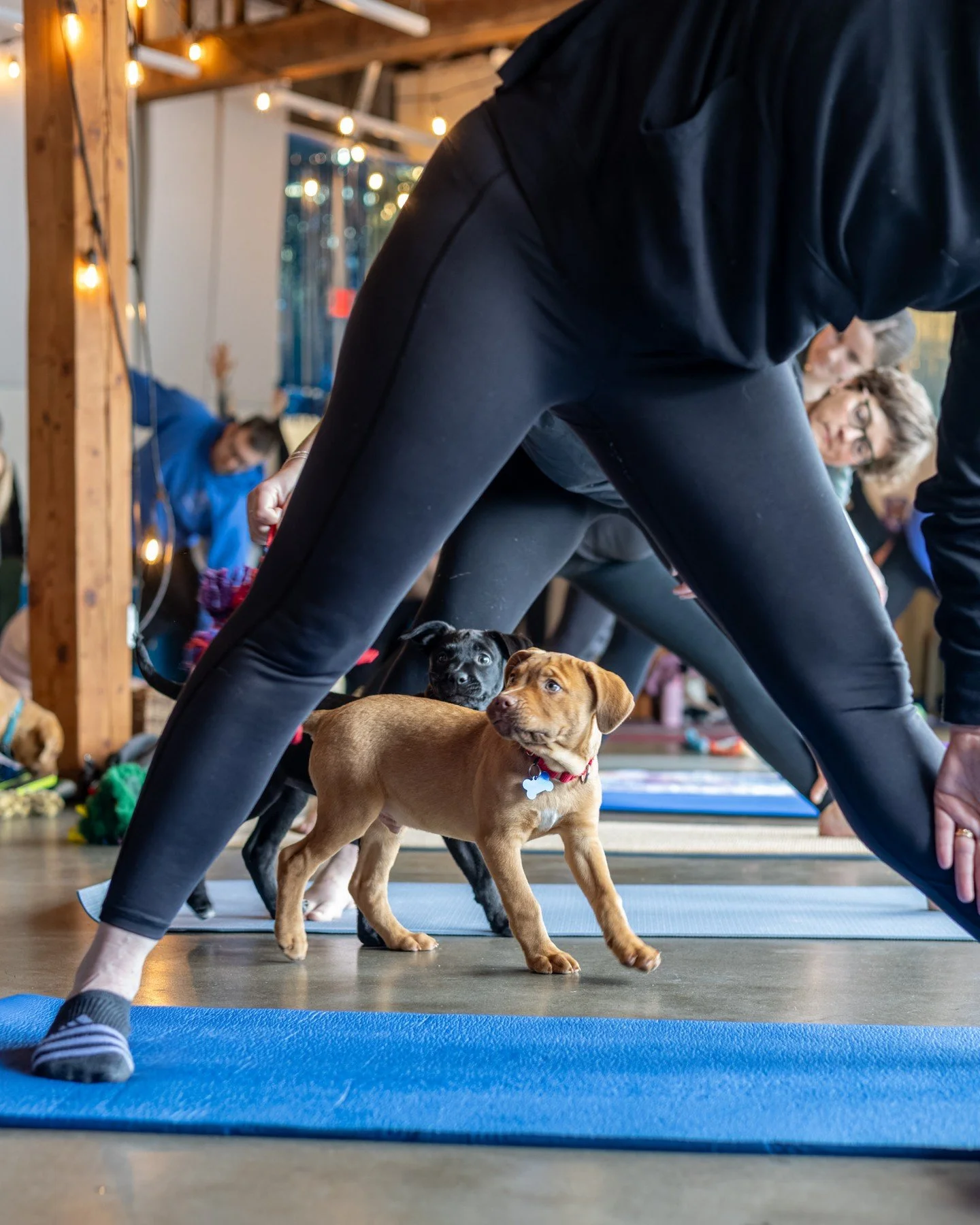 What&rsquo;s a puppy&rsquo;s favorite yoga pose?�Downward human!⁠
⁠
Puppy Yoga at our Adoption Center is happening this Saturday (6/13) at 10:30AM, and yes, there will be yoga, but there will also be tiny adoptable distractions with absolutely no res
