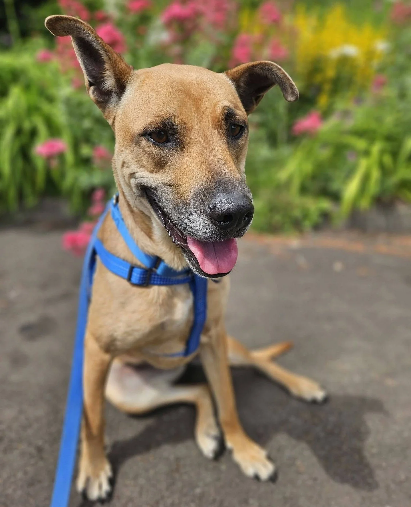 Blondie just arrived last week and has already decided to make settling in look very easy.⁠
⁠
According to her foster she&rsquo;s: potty trained, comfy in a crate, lovely on leash, great in the car, chill in the home, and snuggly as all heck. Just so