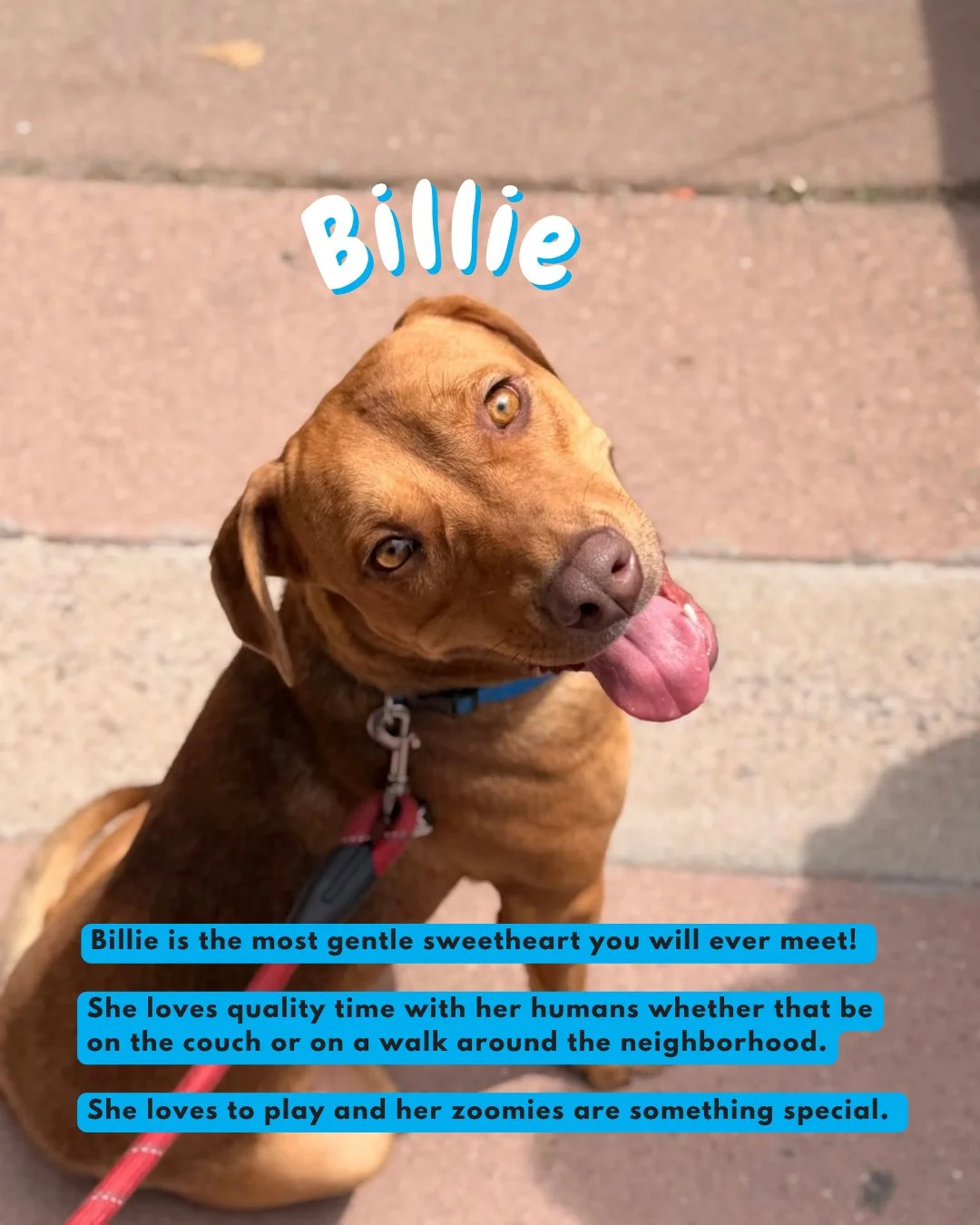 Billie and Elvis arrived from West Texas at the beginning of June and we figured it's time for a proper introduction to the grid!⁠
⁠
Swipe through to meet &lsquo;em: two very good dogs currently accepting applications for lifelong admiration.
