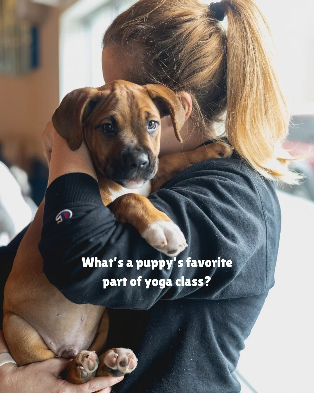 What's a puppy's favorite part of yoga class?⁠
Interrupting your Savasana - of course!⁠
⁠
We still have spots open in our Saturday morning puppy yoga class and the puppies would love to see you. Our adoptable pups and a certified yoga instructor will