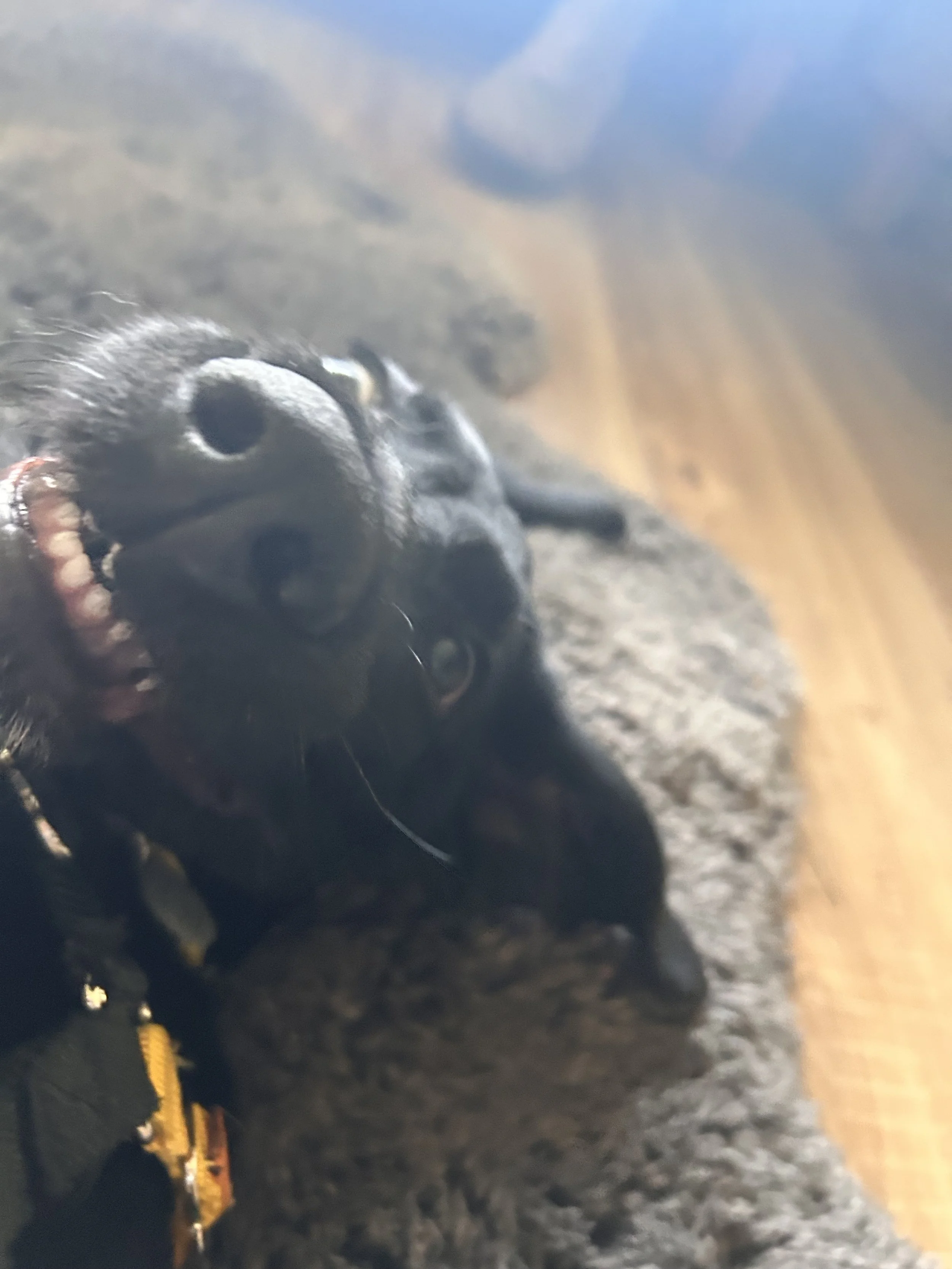 Sangriasillyteefs.jpeg