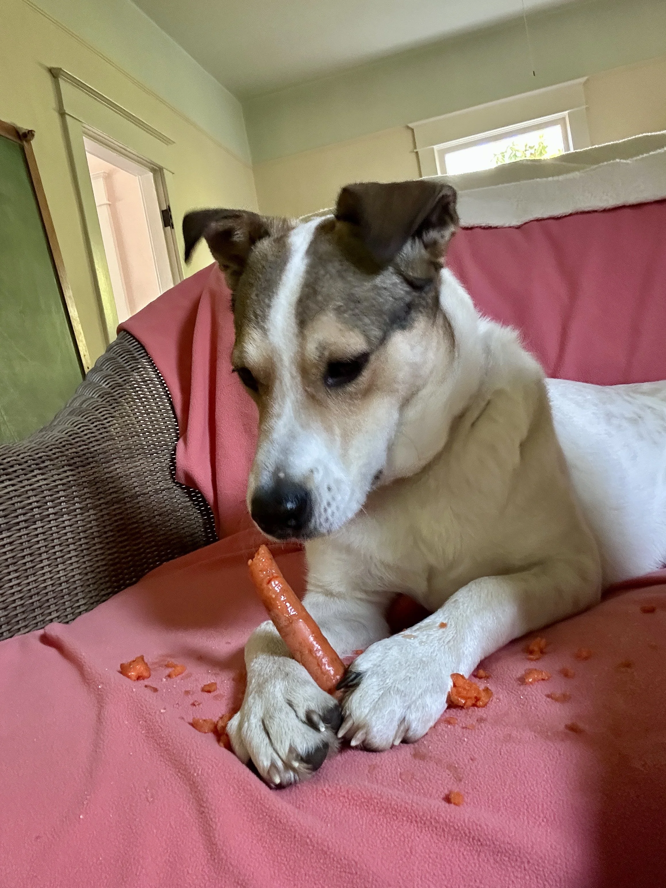 Lizzycarrot2.jpeg
