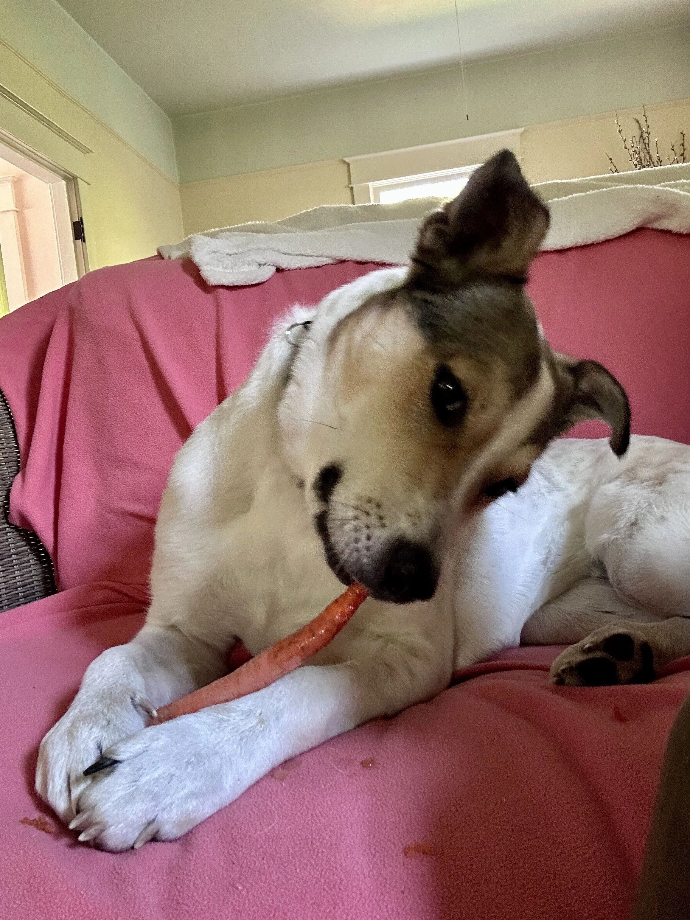 Lizzycarrot.jpeg