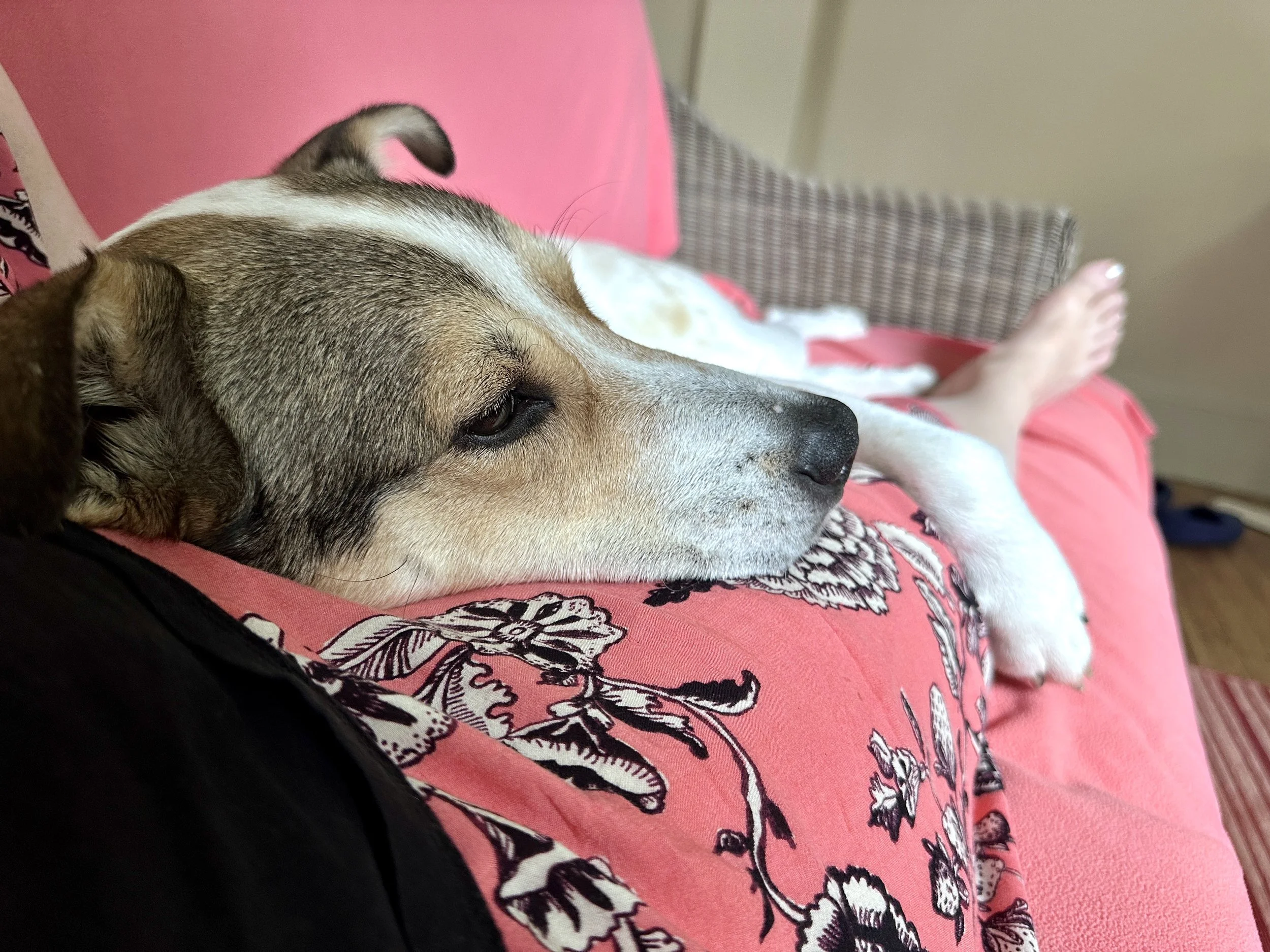 Lizzysweetcuddles.jpeg