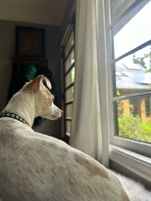 Nyxobservesoutwindow.jpeg