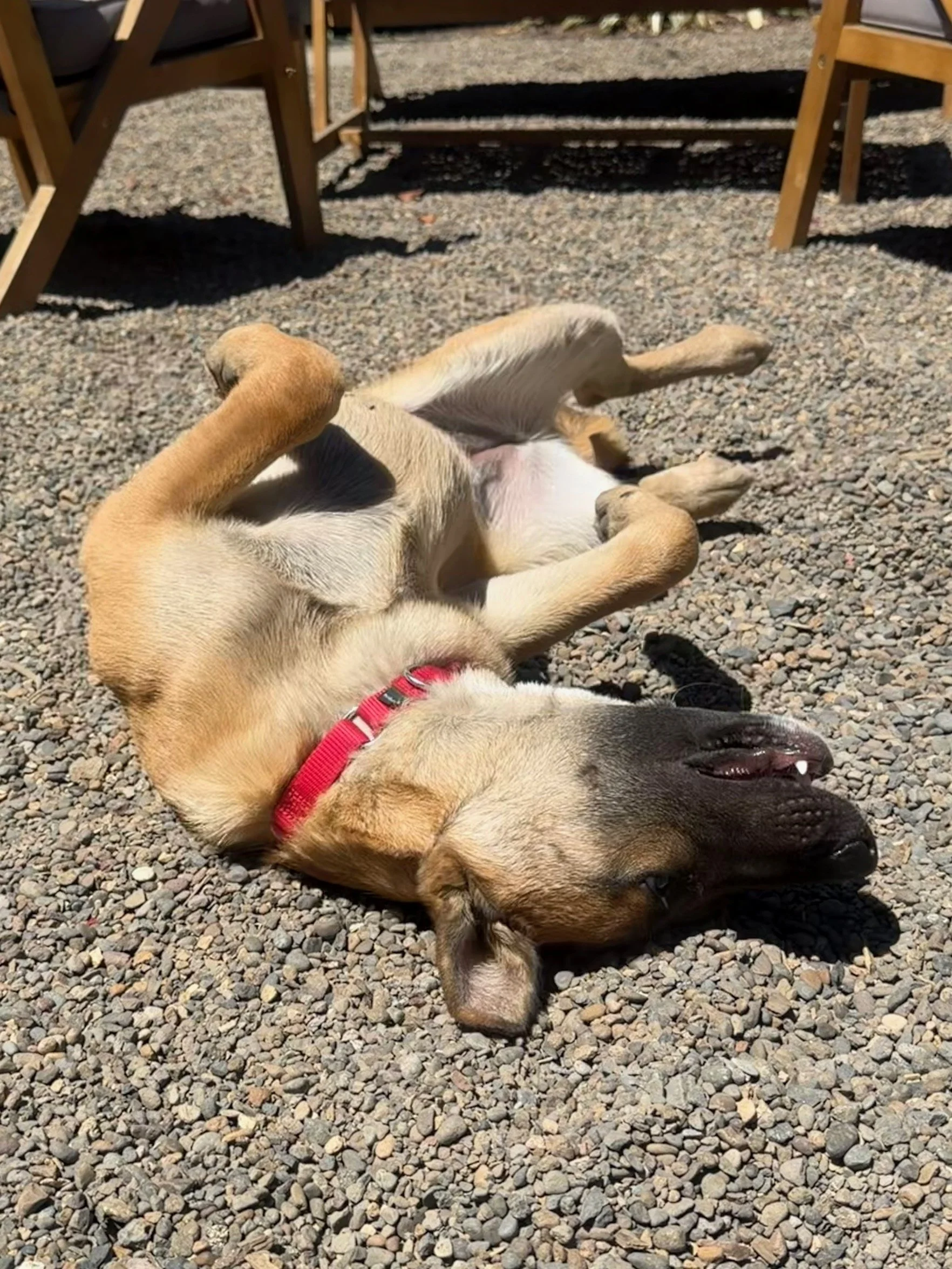 Sallybelly.jpeg