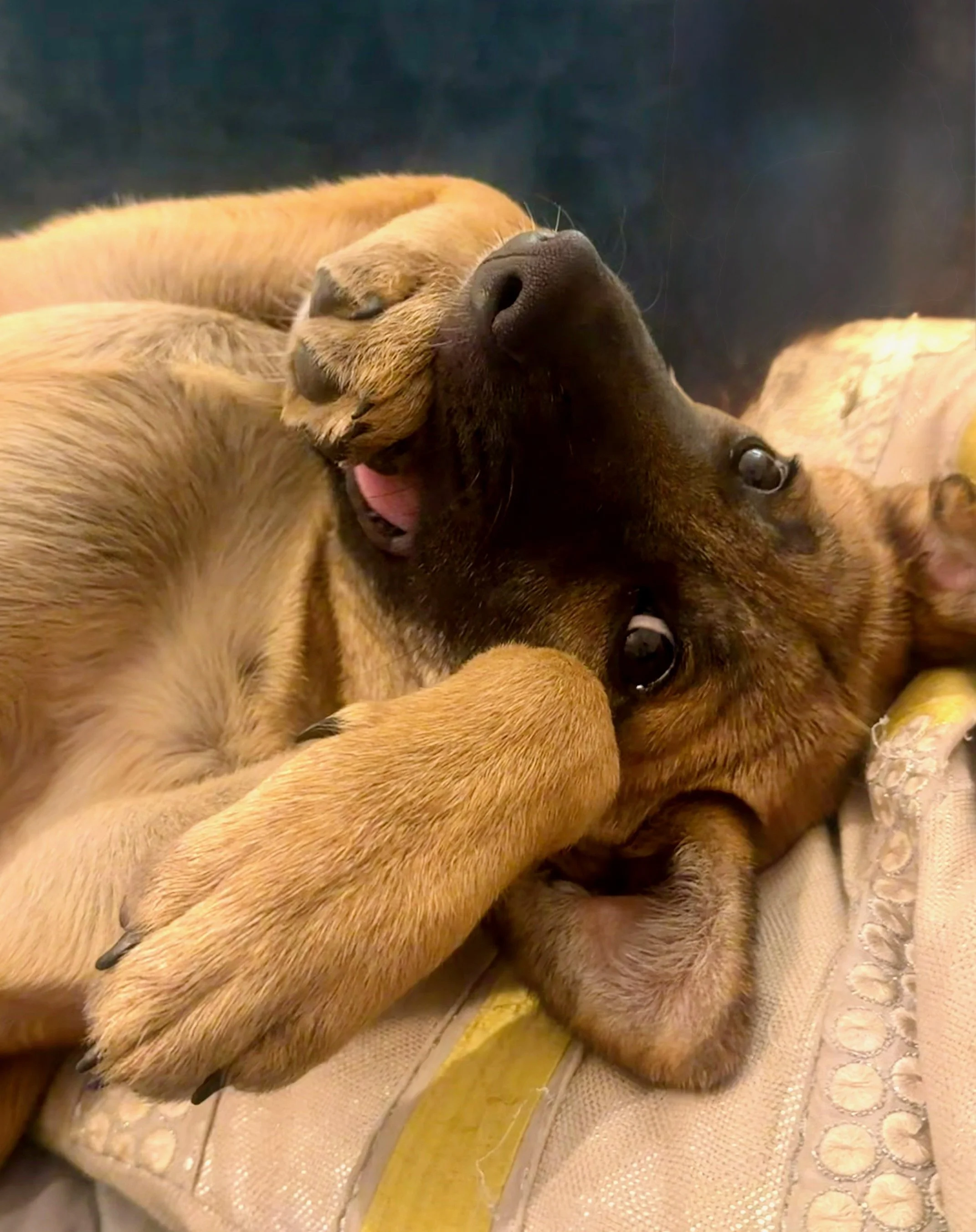Sallyistoodamncute.jpeg