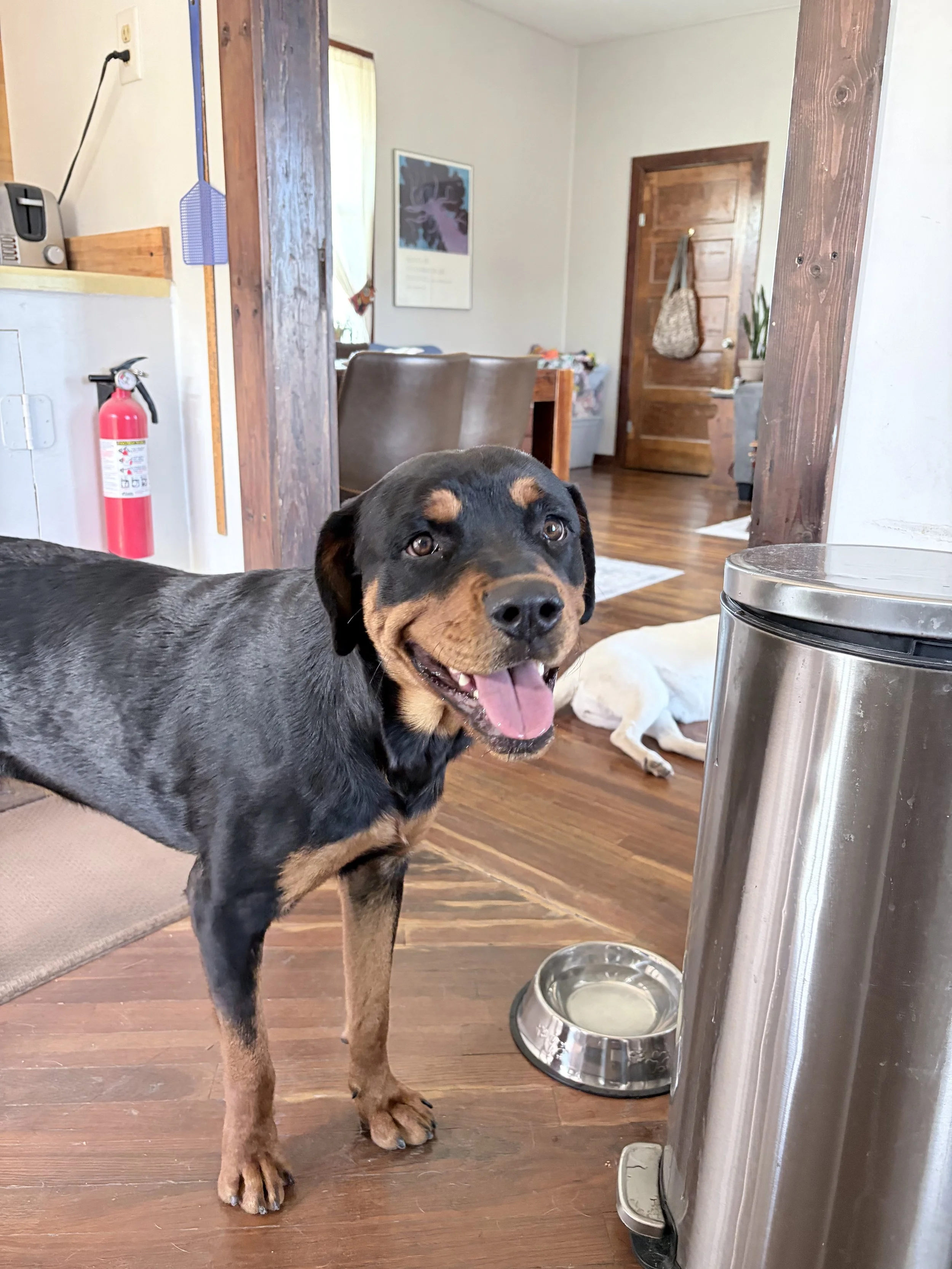Wiley Dog 4.jpeg