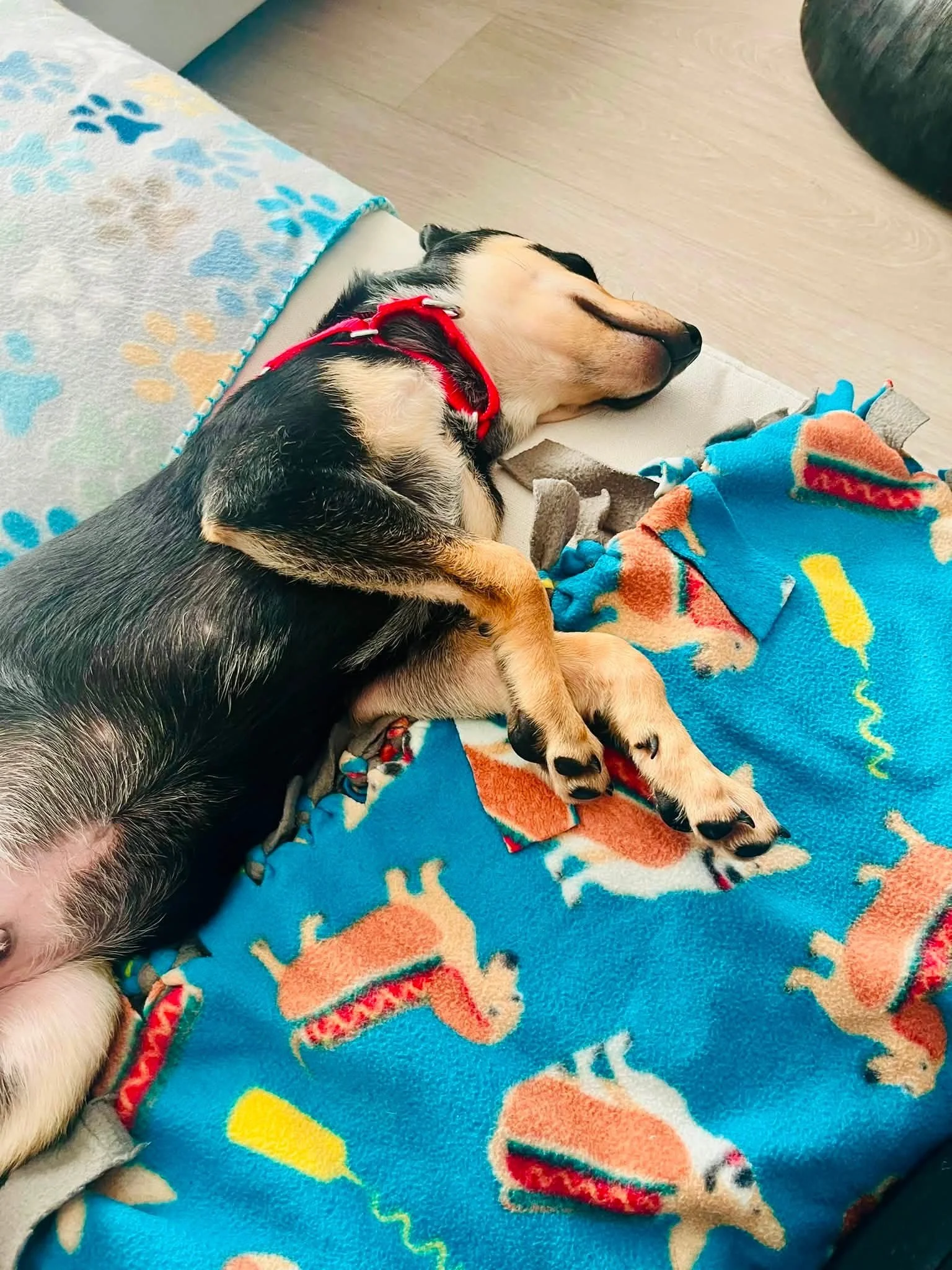 Pig2.jpg