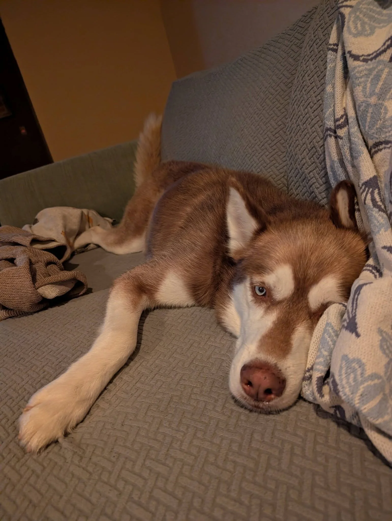 Schroedercouch.jpg