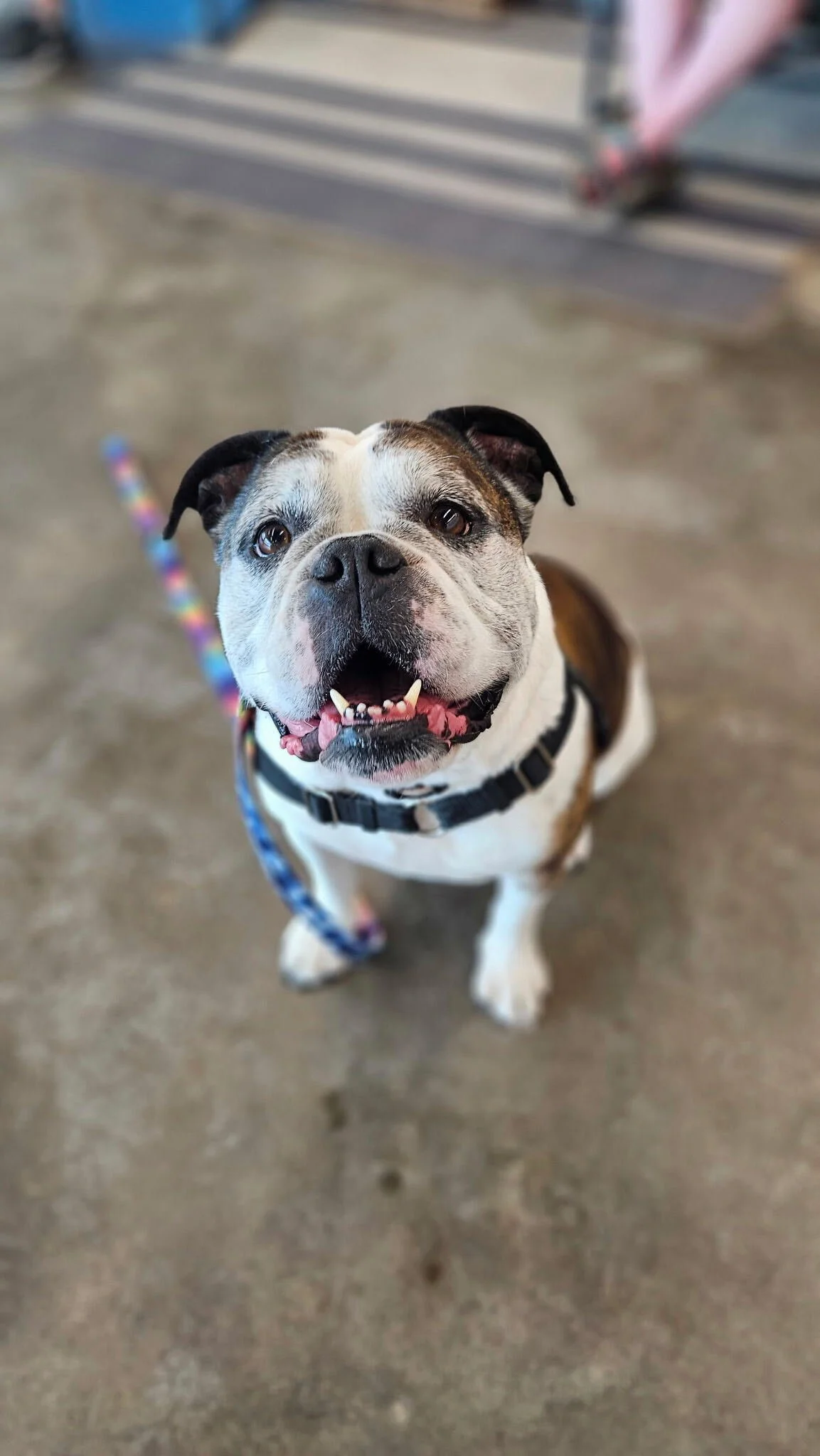 Bessie