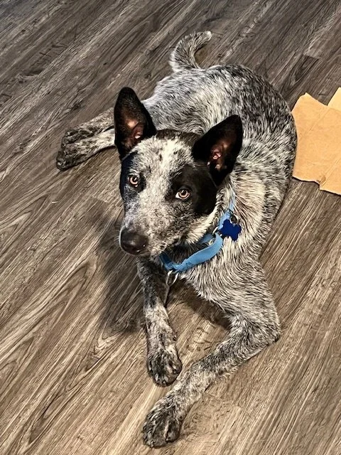 Anniematchesthefloor.jpg