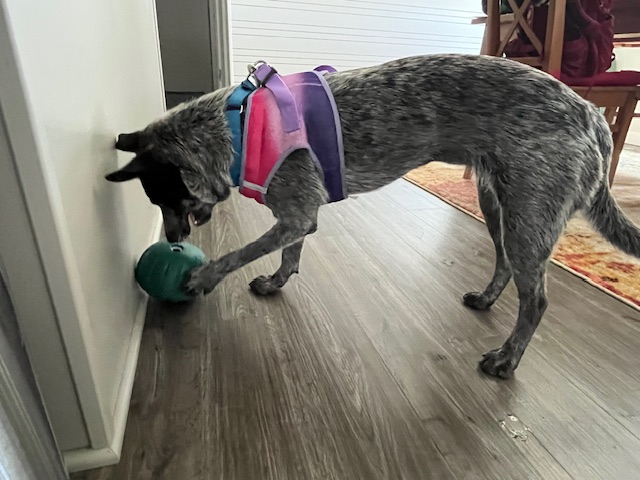 Annietoy.png