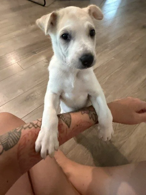Alana