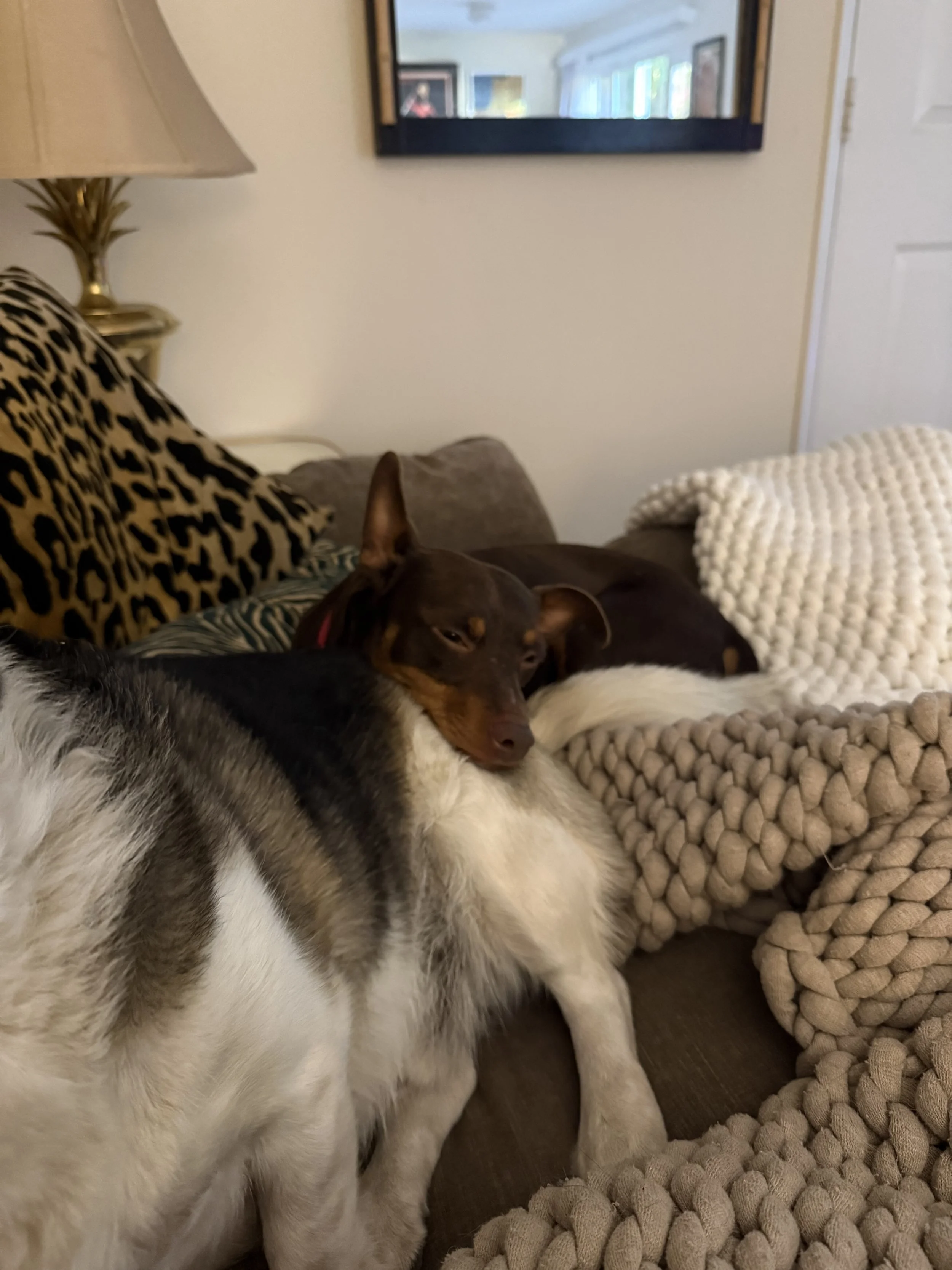 crunchwrapcuddles2.jpeg