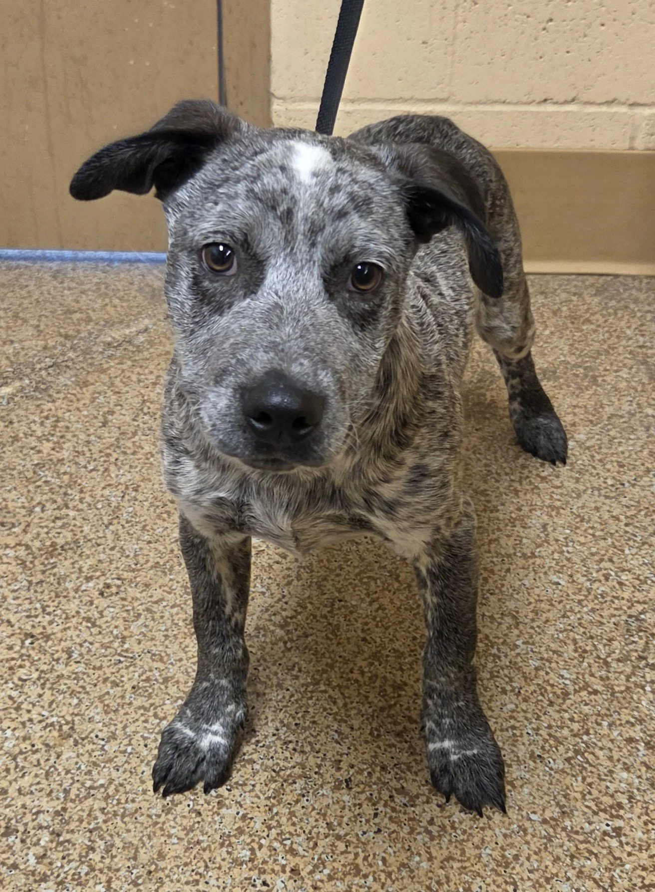 8-19-26 Cattle dog pup Blue merle M.jpg