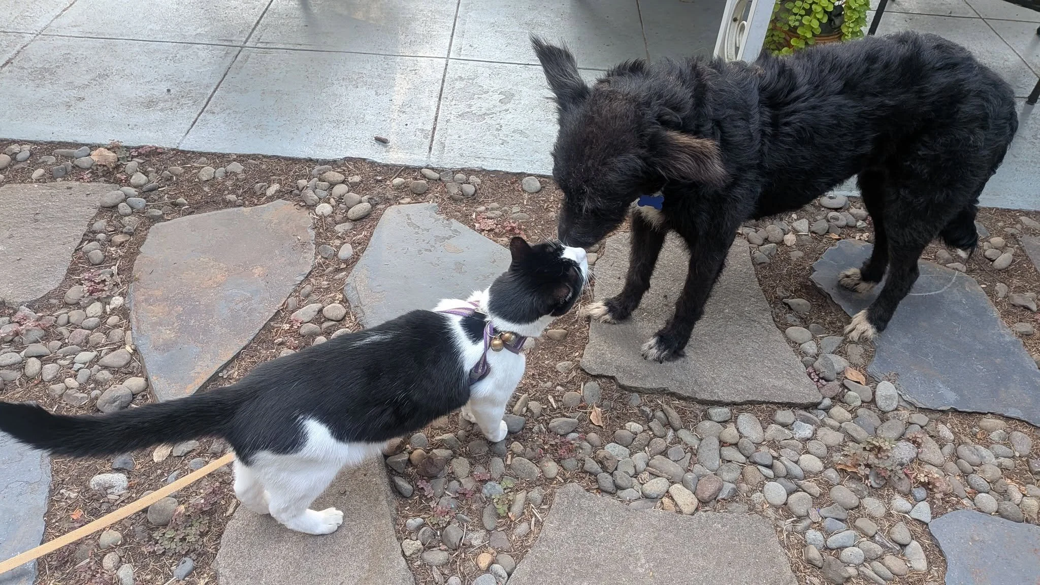 Carlottandkitty.jpg