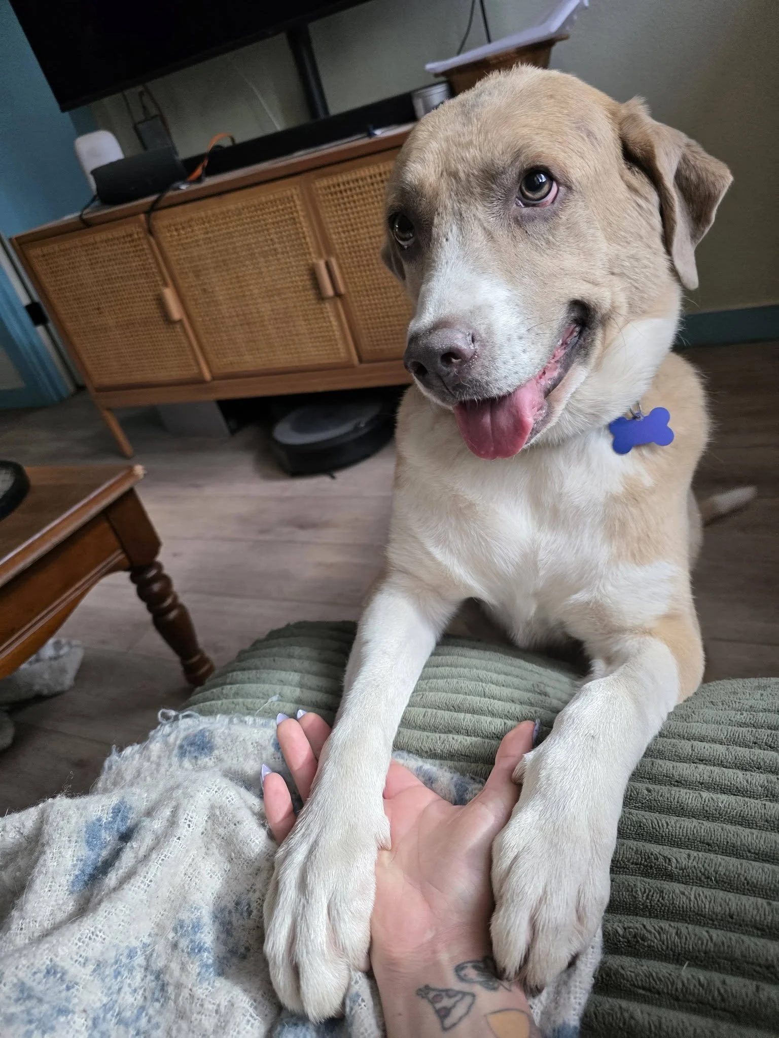 Scuttletoocute1.jpg