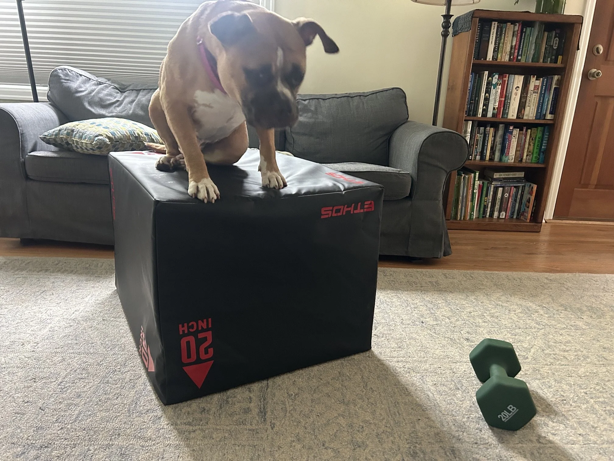 Quesaritoworkout.jpeg