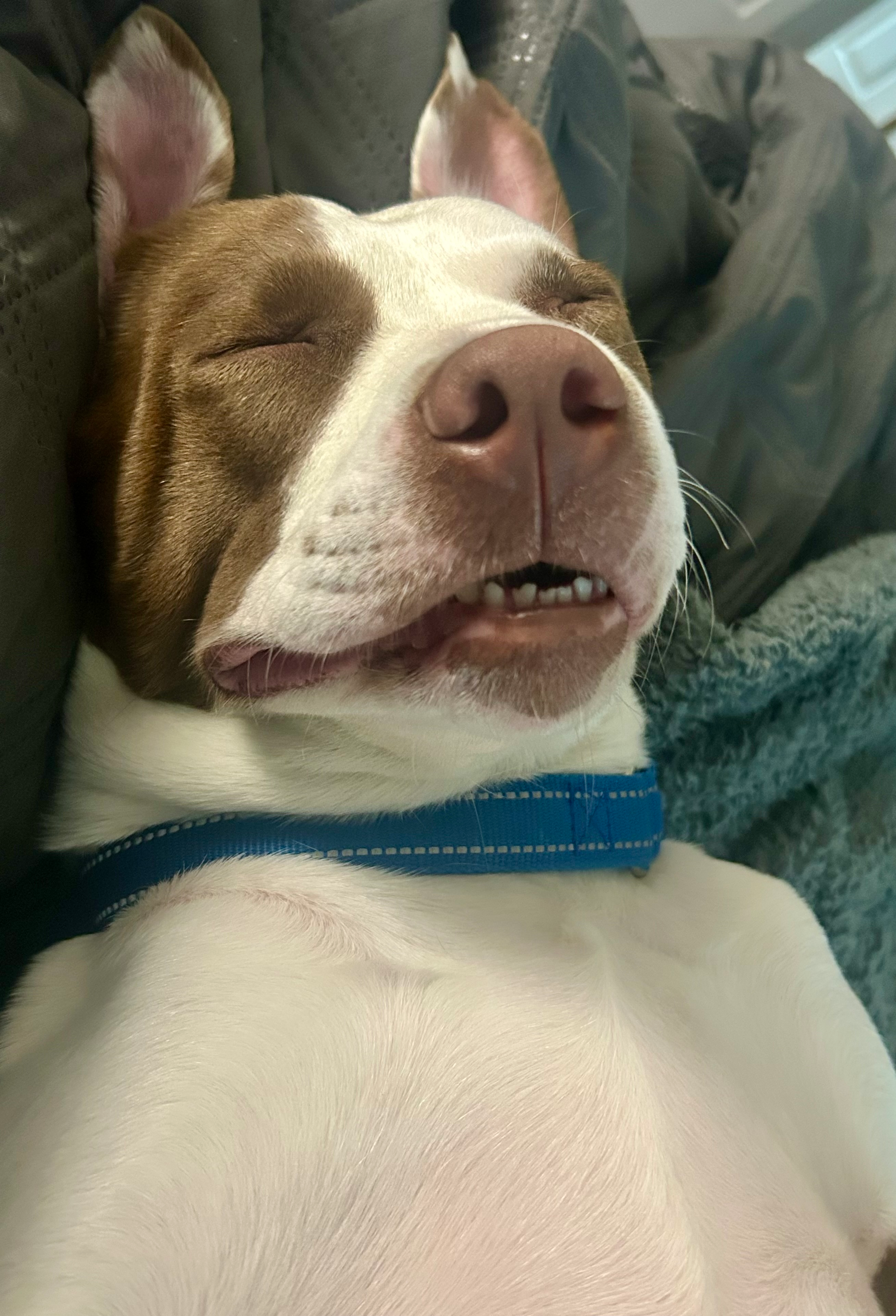 Doraleesleepyteeth.png