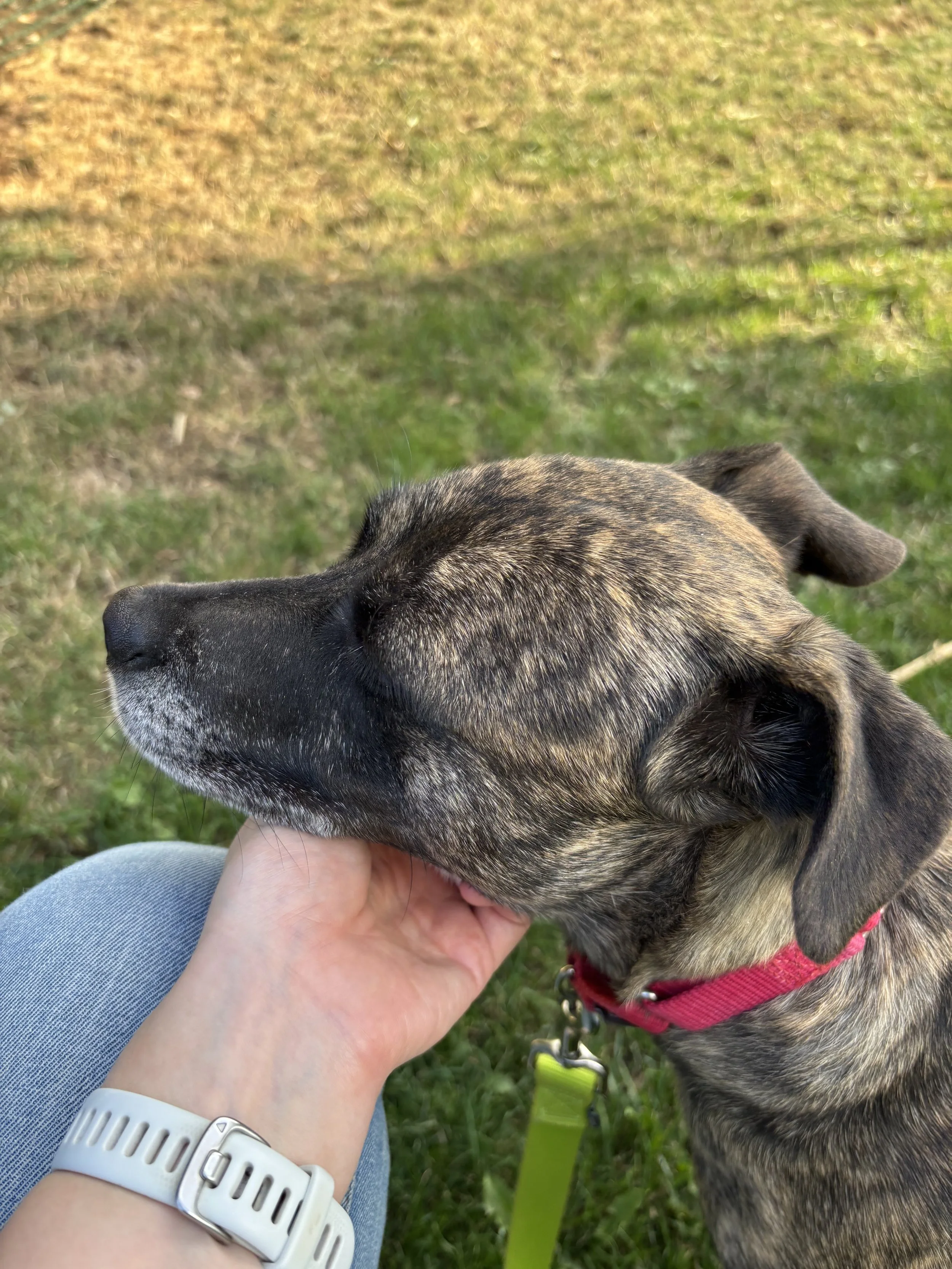 Pattyscritches.jpeg