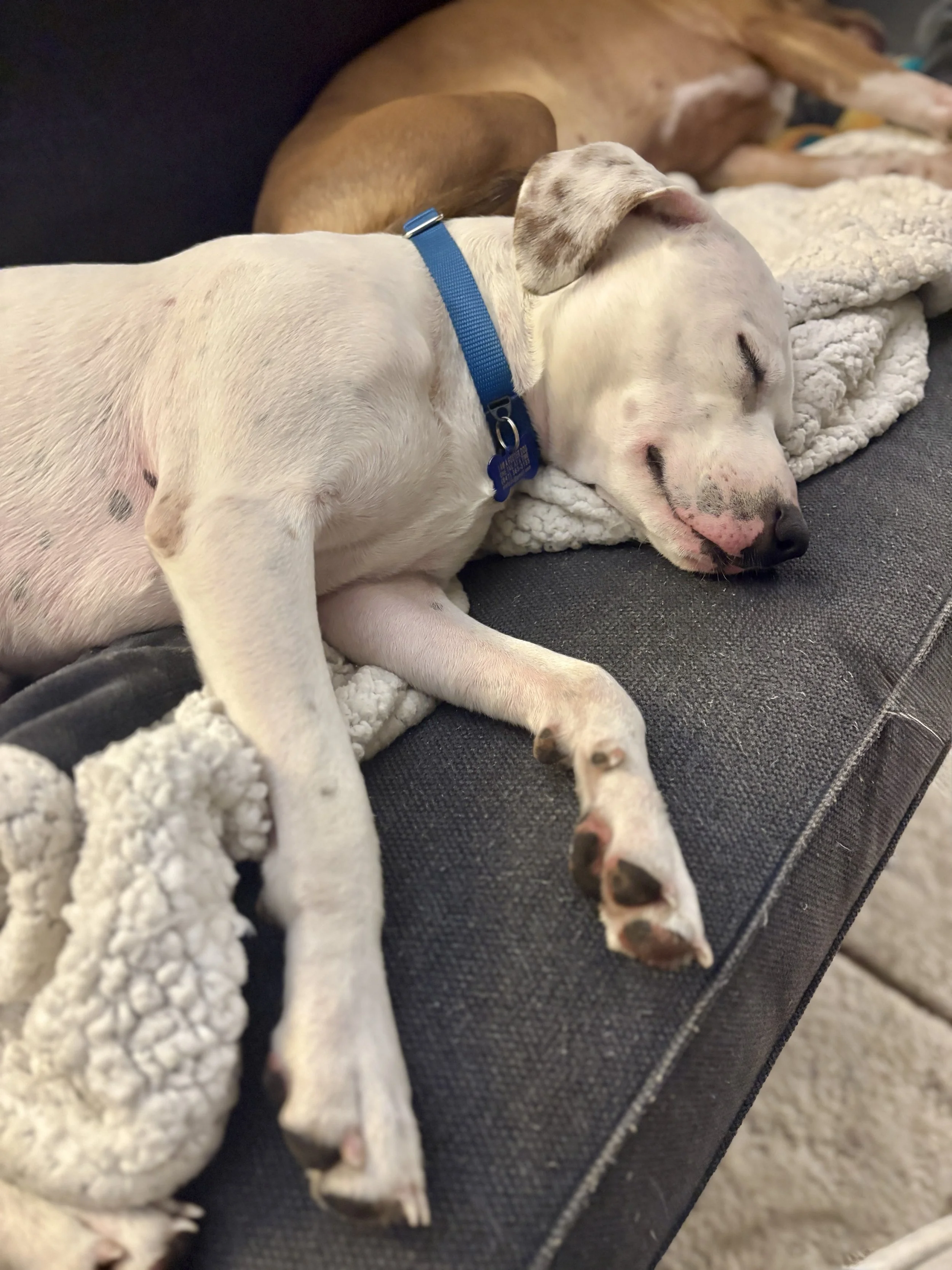 Ralphiesleeps.jpeg