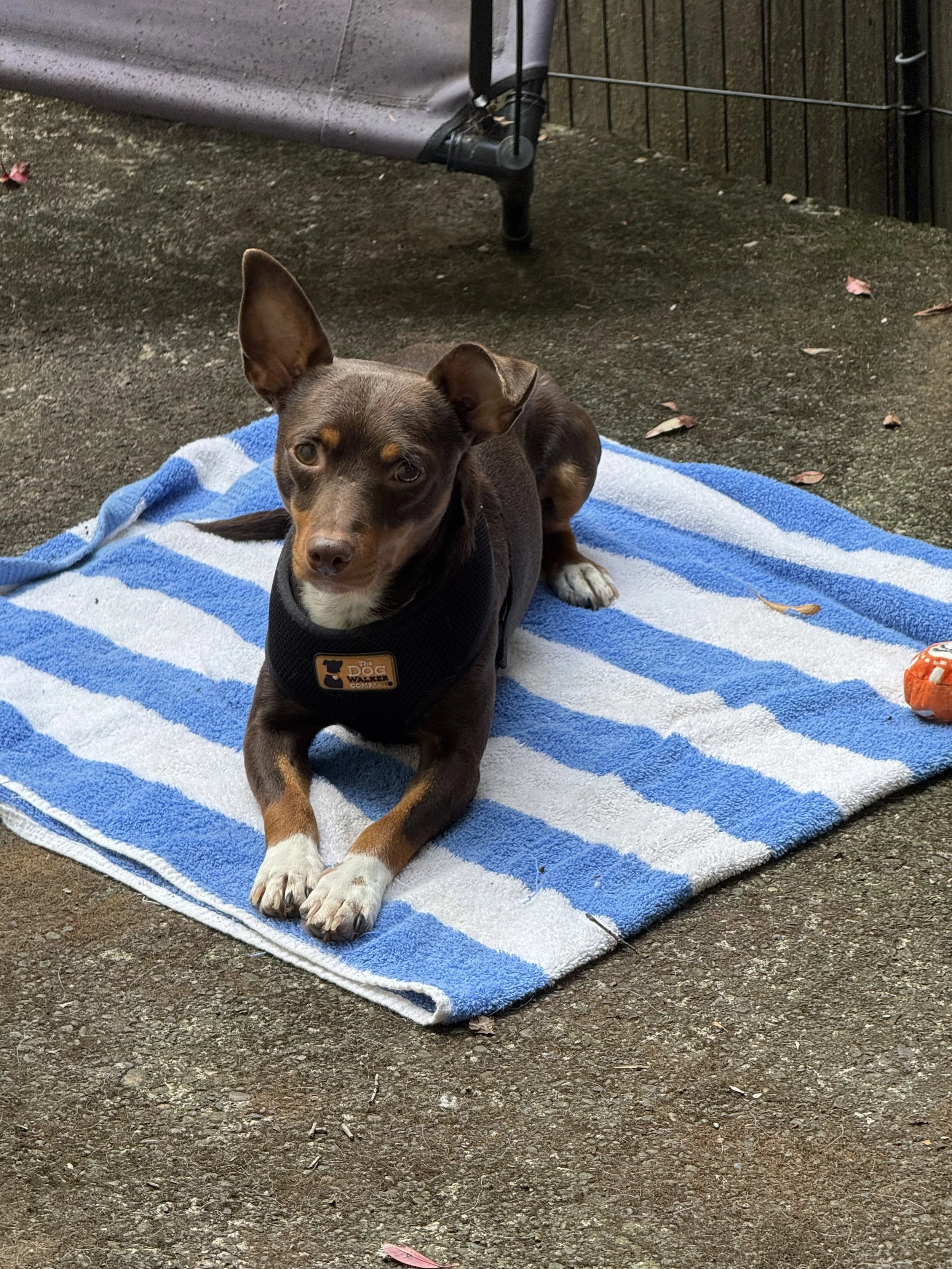 Crunchwraptowel.jpeg