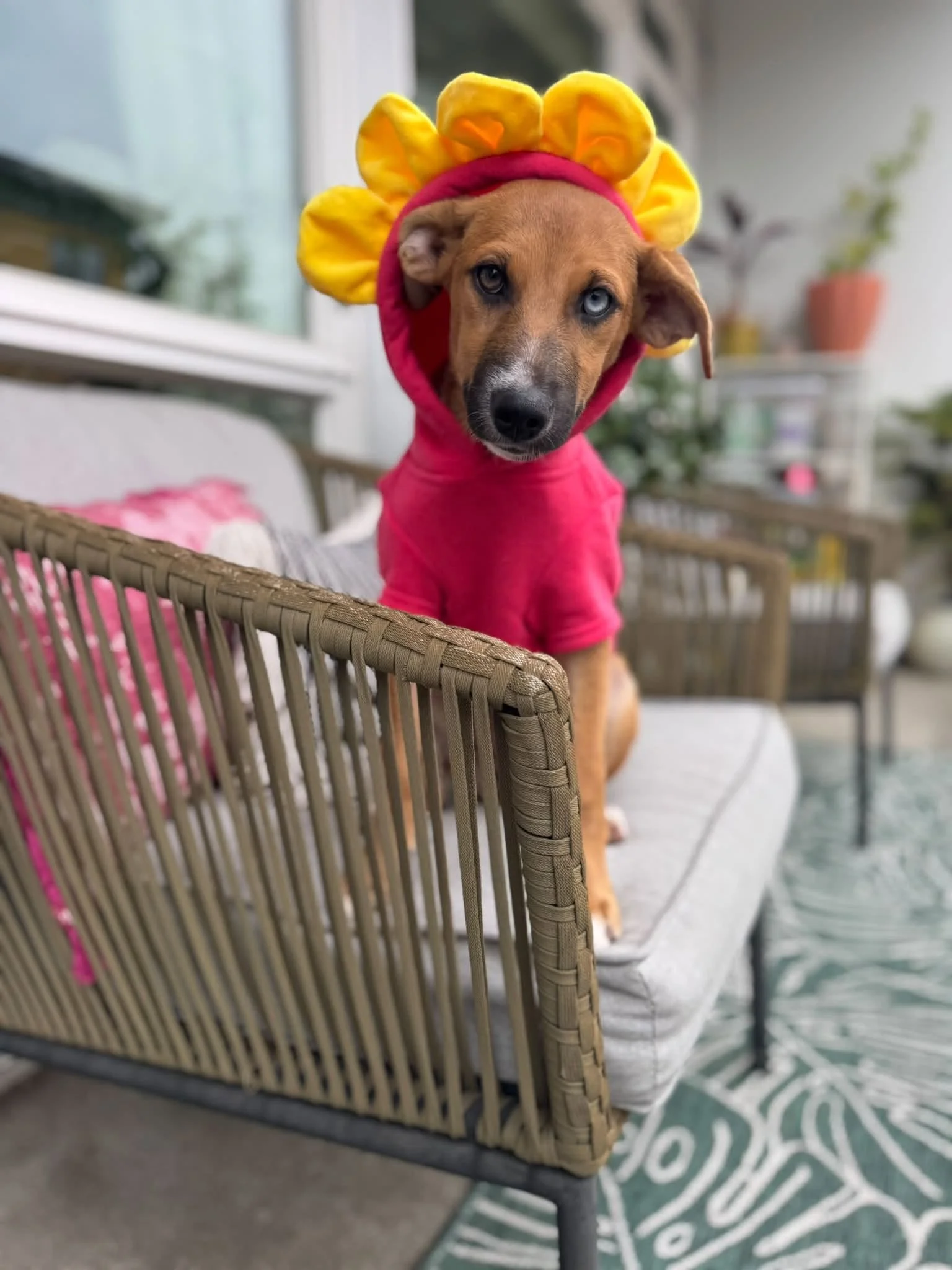 Elizabethsunflower.jpg