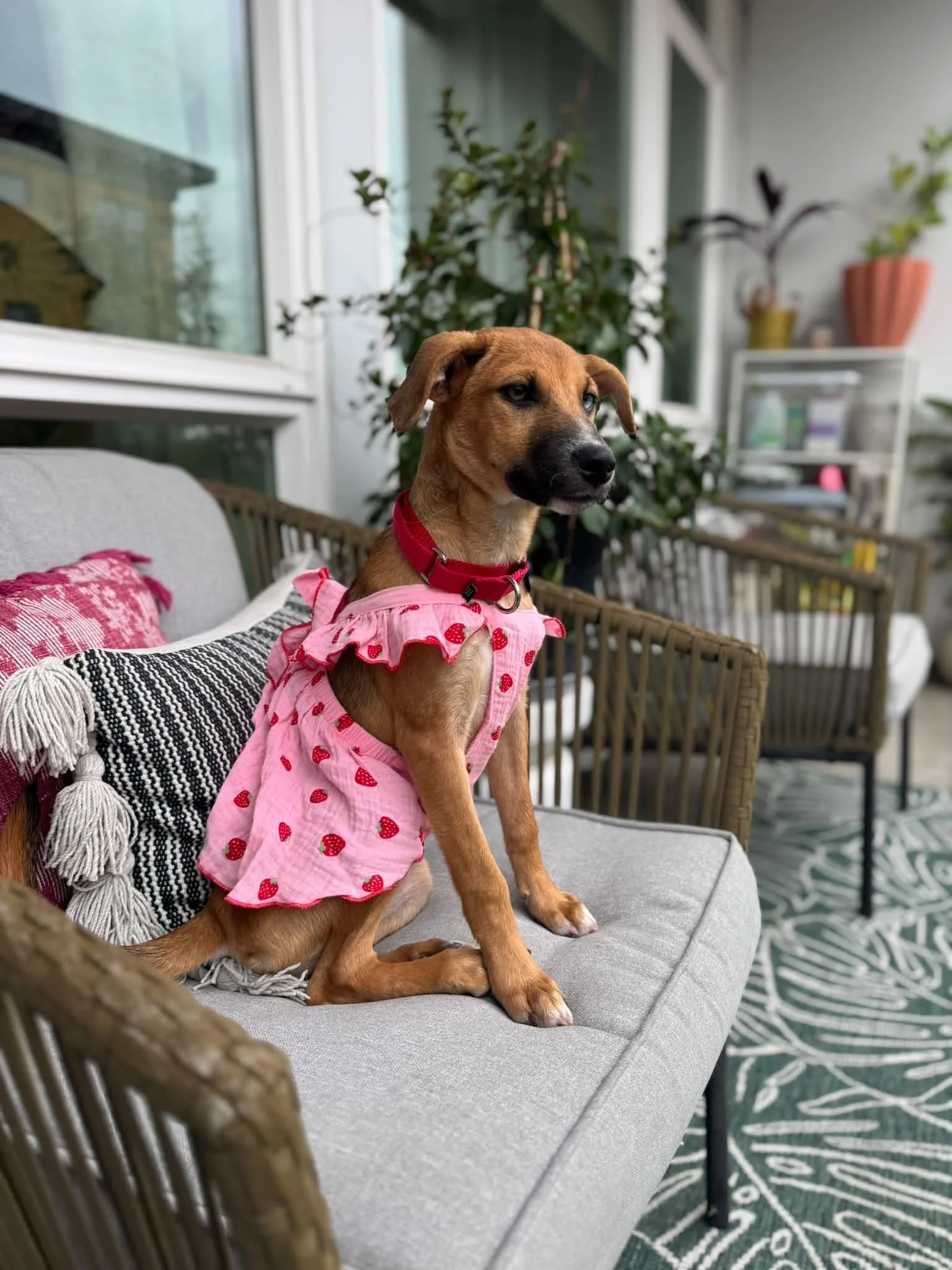 Elizabethdress.jpg
