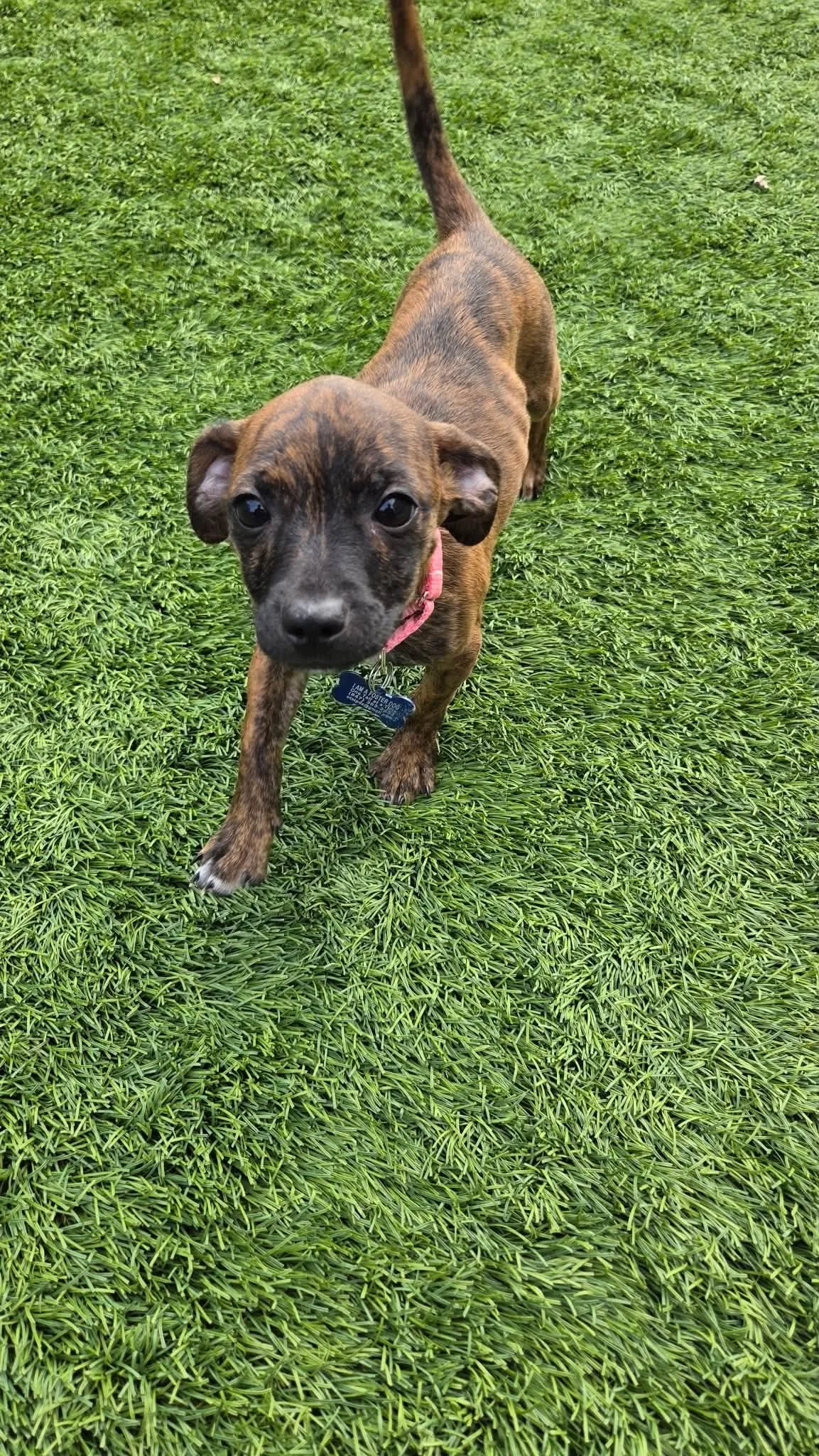 Maggie.jpg