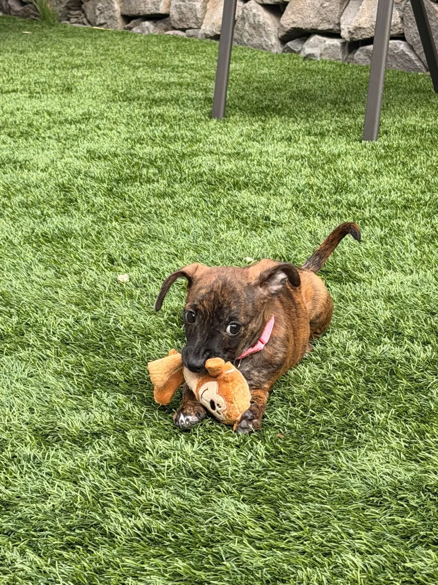 Maggie