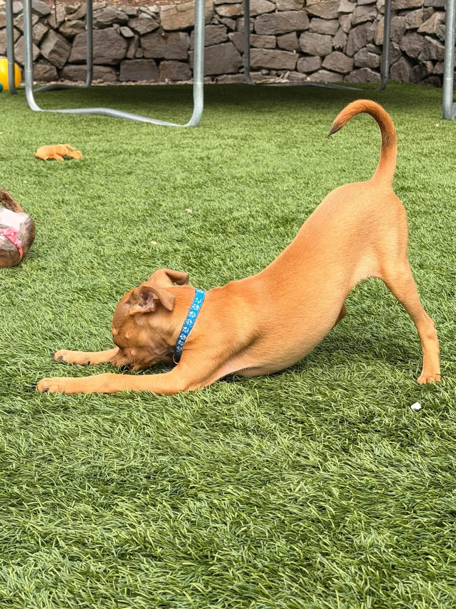 Roddowndog.jpg