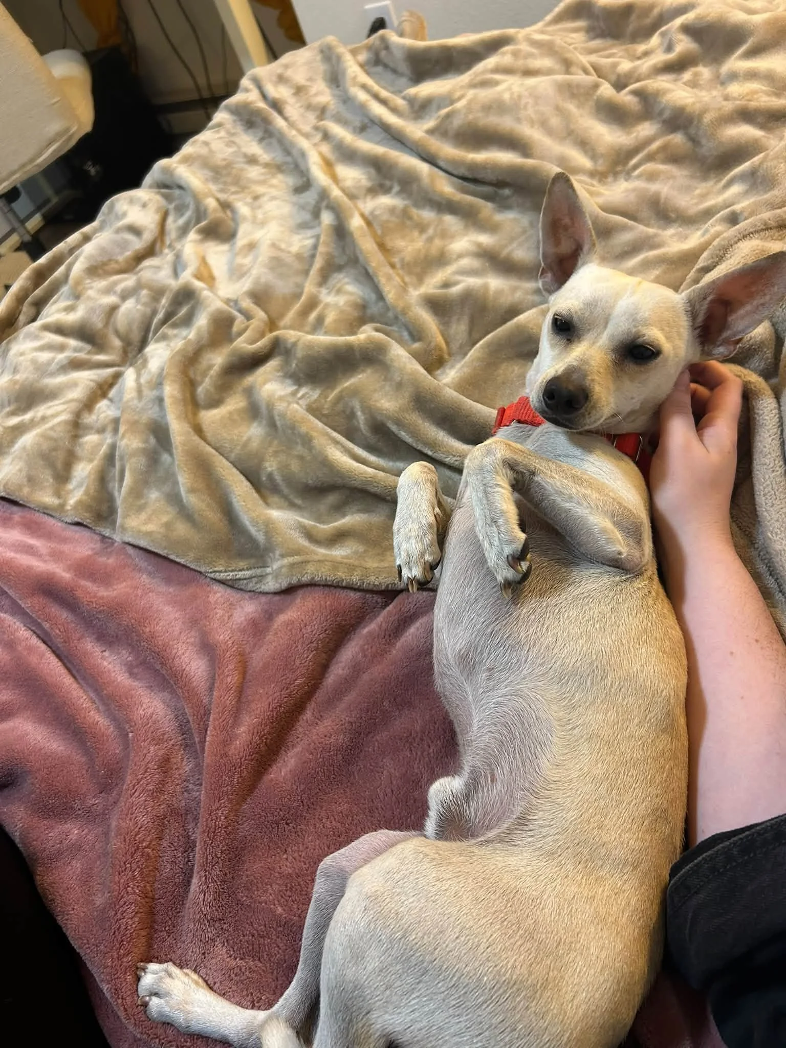 NedFcuddles.jpg