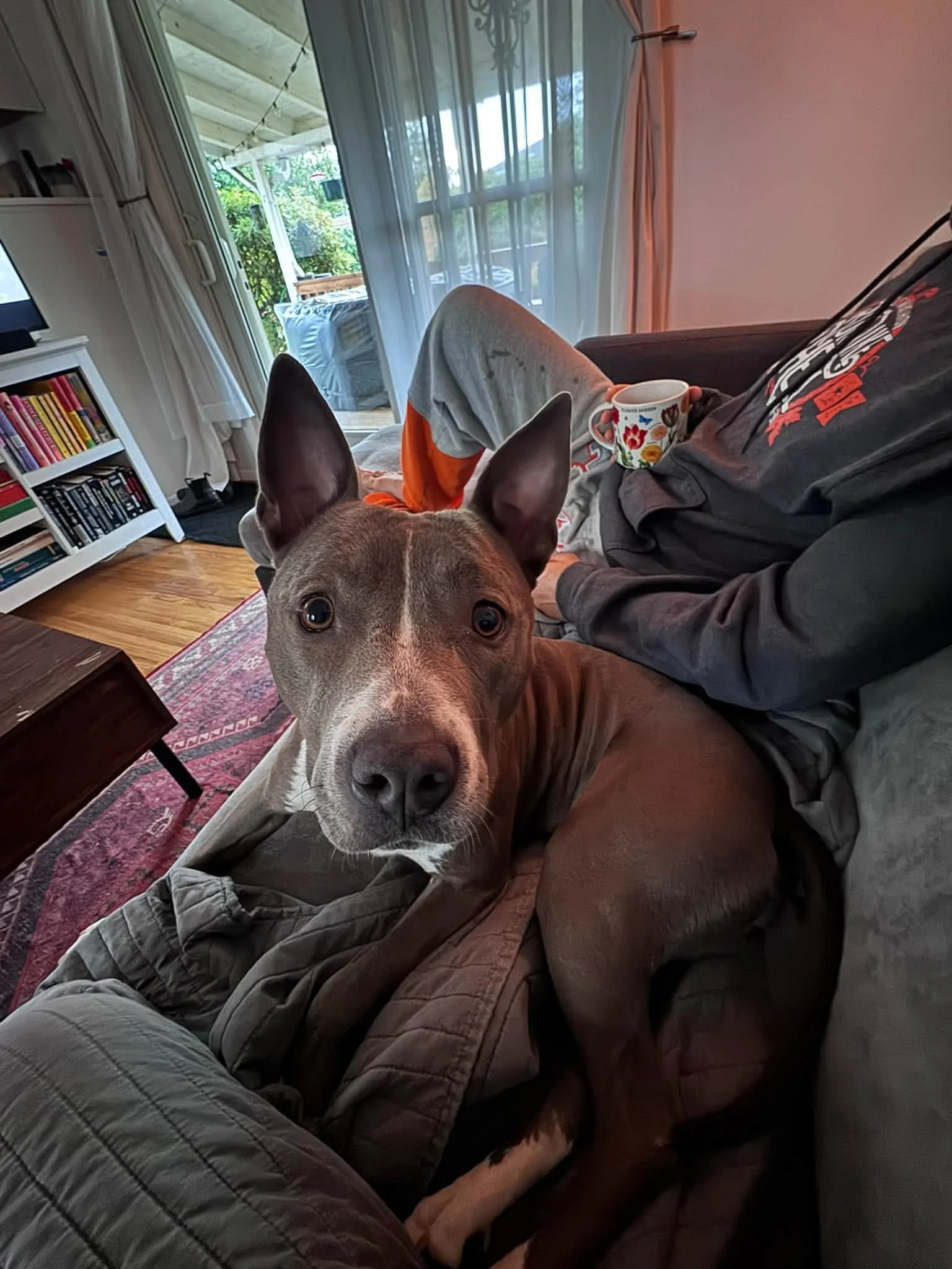 Maude