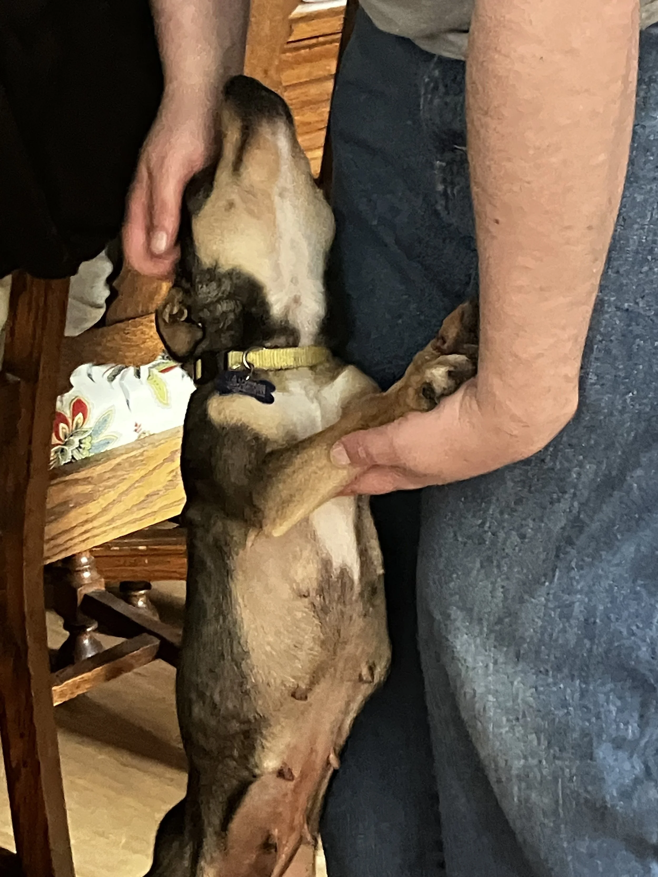 CTwistscuddles.jpeg