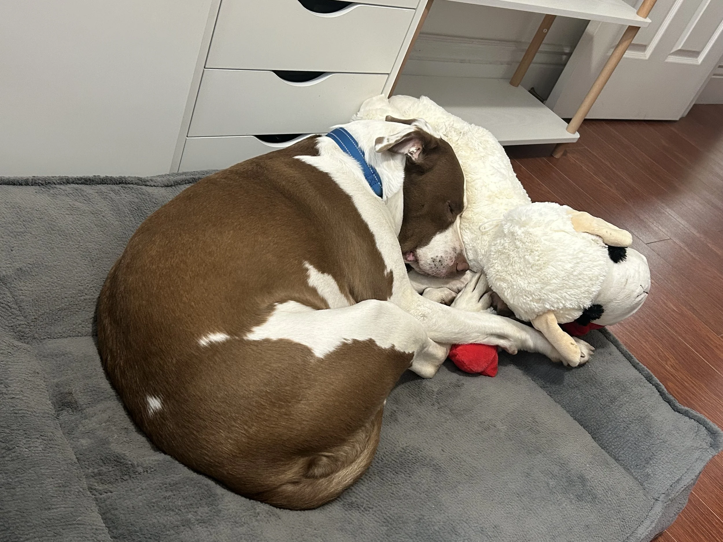 Doraleeandlamby.jpeg