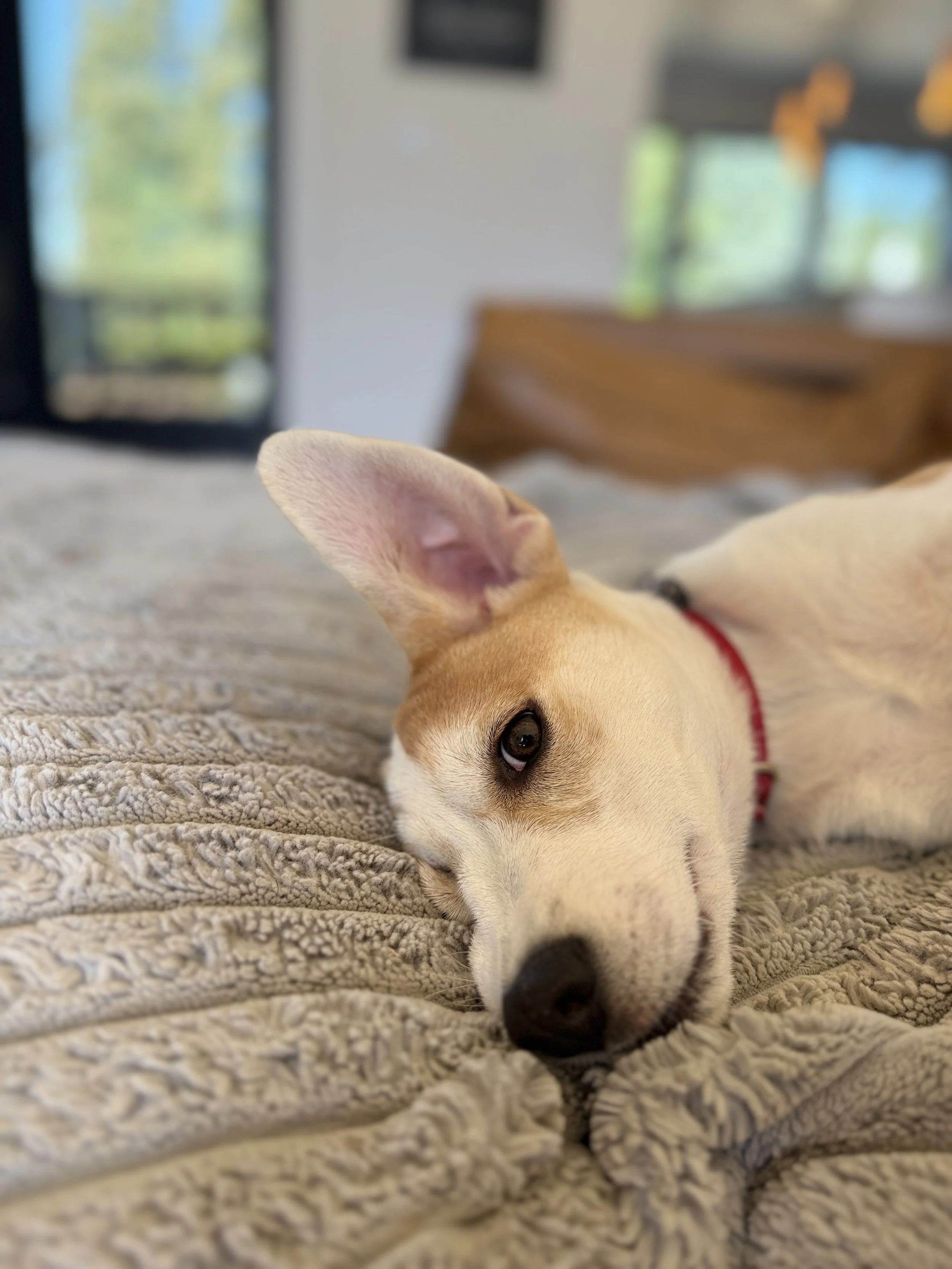 IMG_1819.jpeg