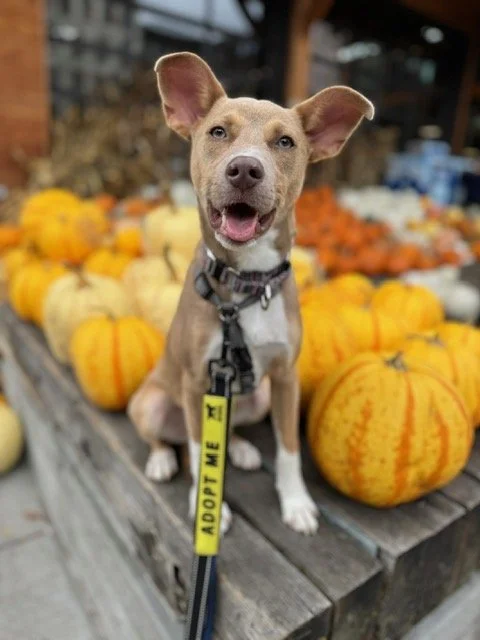 Milhousepumpkinsupclose.jpg